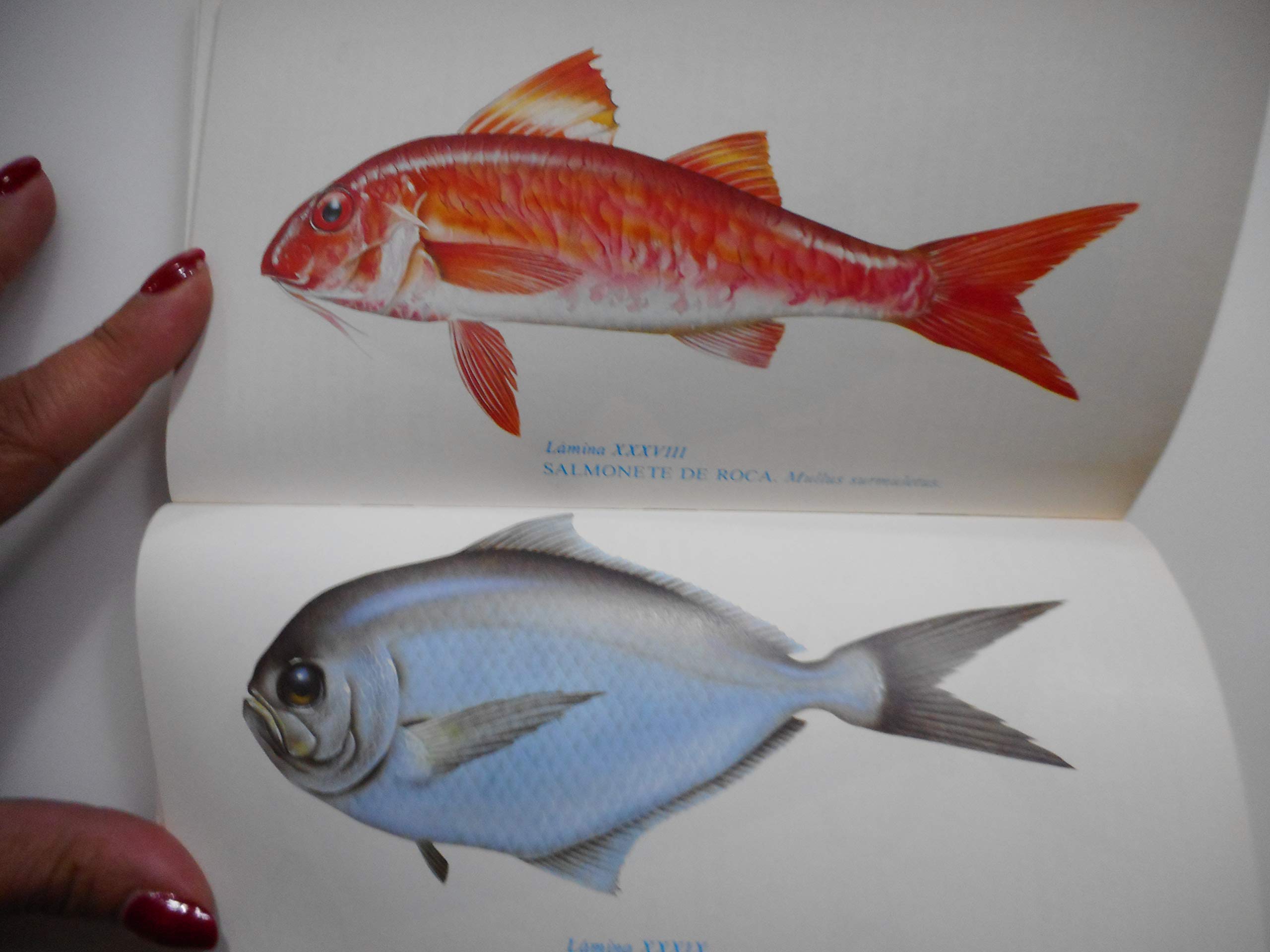 Guia de especies de pescados y mariscos