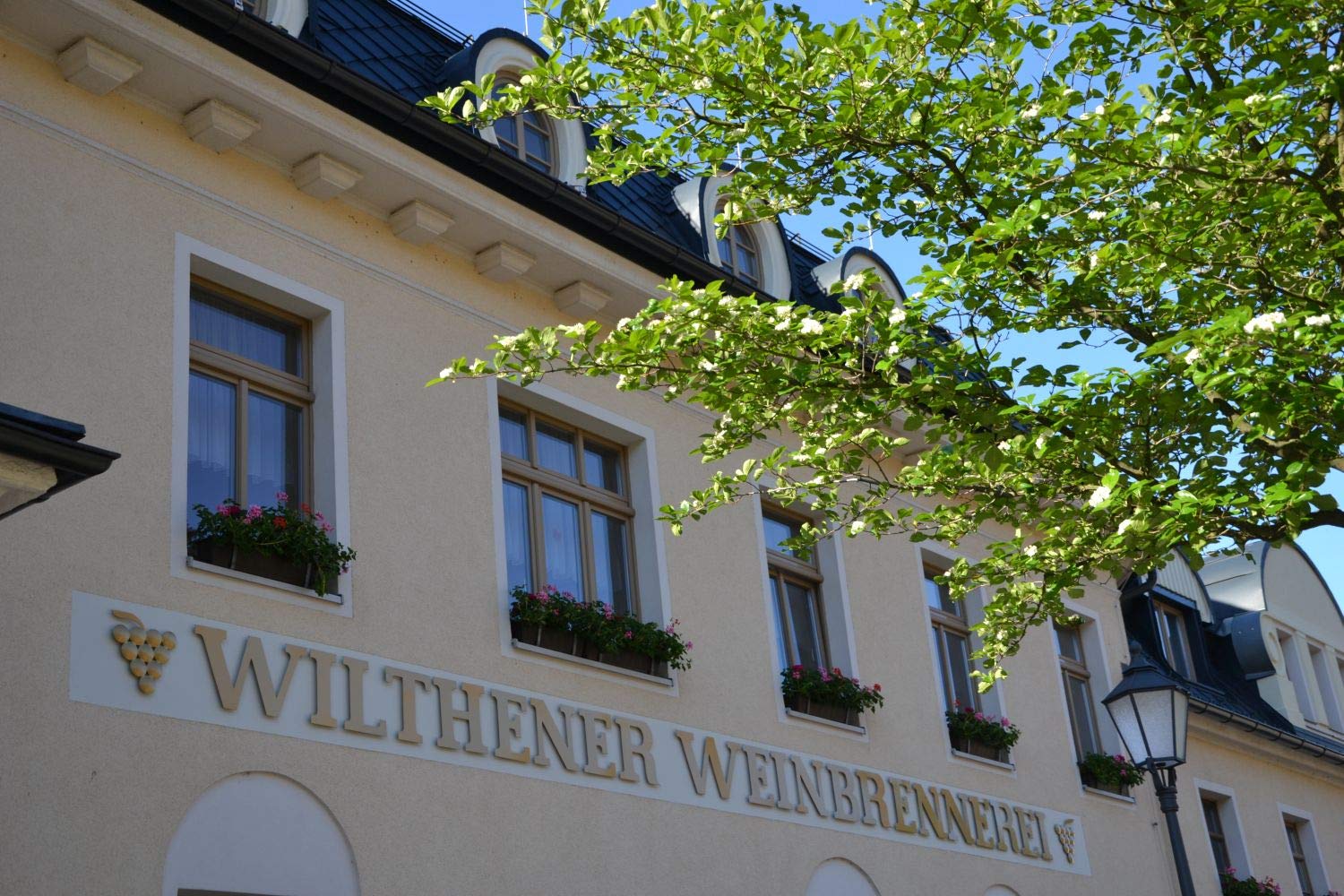 WILTHENER Jubiläumsedition I Premium Weinbrand in X.O.-Qualität I 25 Jahre gelagert I Limitierte Edition I Geschenkpackung I 40% vol. I 0,5 l