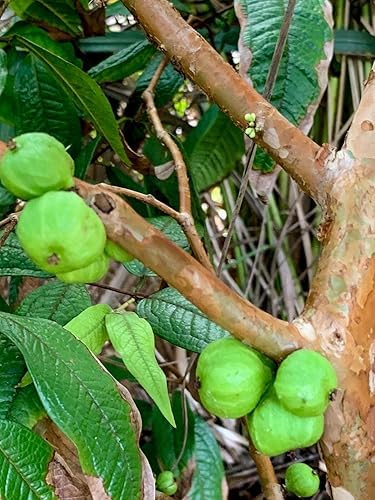 Miniatura 5 de US Warehouse, Planta viva (no semilla o bombilla), Jaboticaba Plinia Aureana Planta de uva brasileña de hoja grande