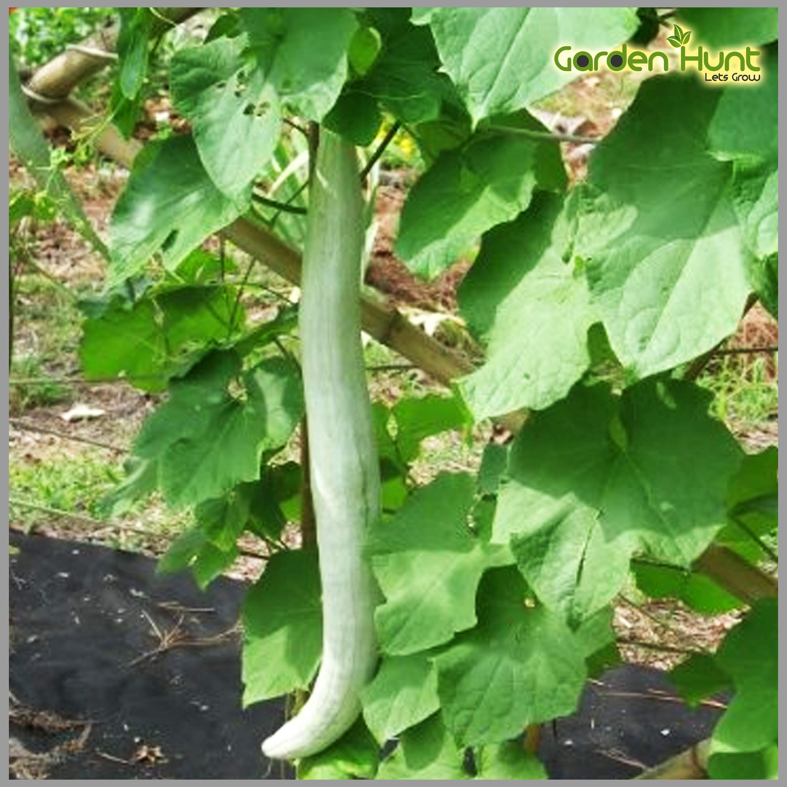 Snake Gourd (White Long) Seeds (Pack of 15 Seeds)- GardenHunt (B08814749N) Amazon Price History, Amazon Price Tracker