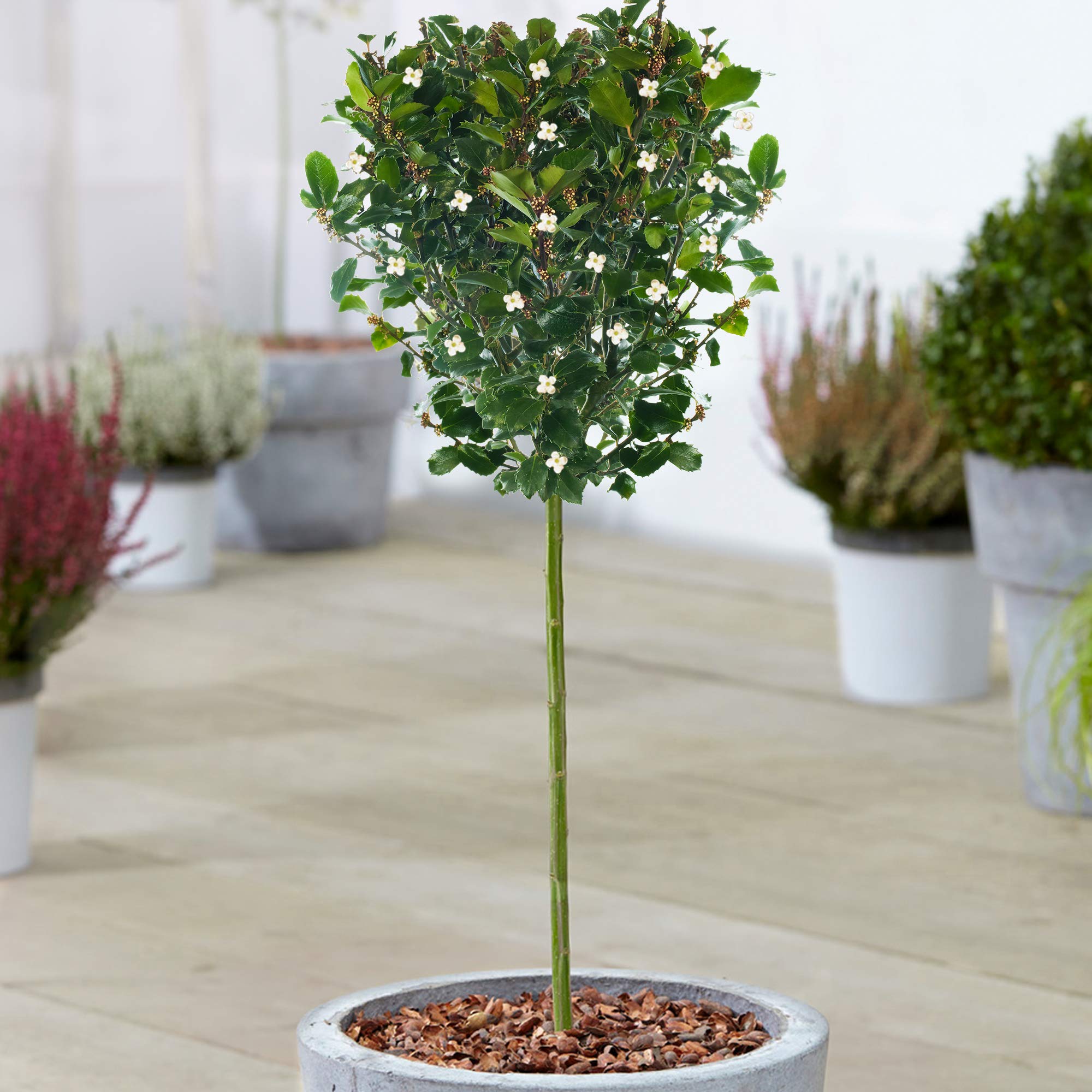 Árbol De Hoja Perenne Artificial Para Exteriores De 3.2 Pies (99.1 Cm