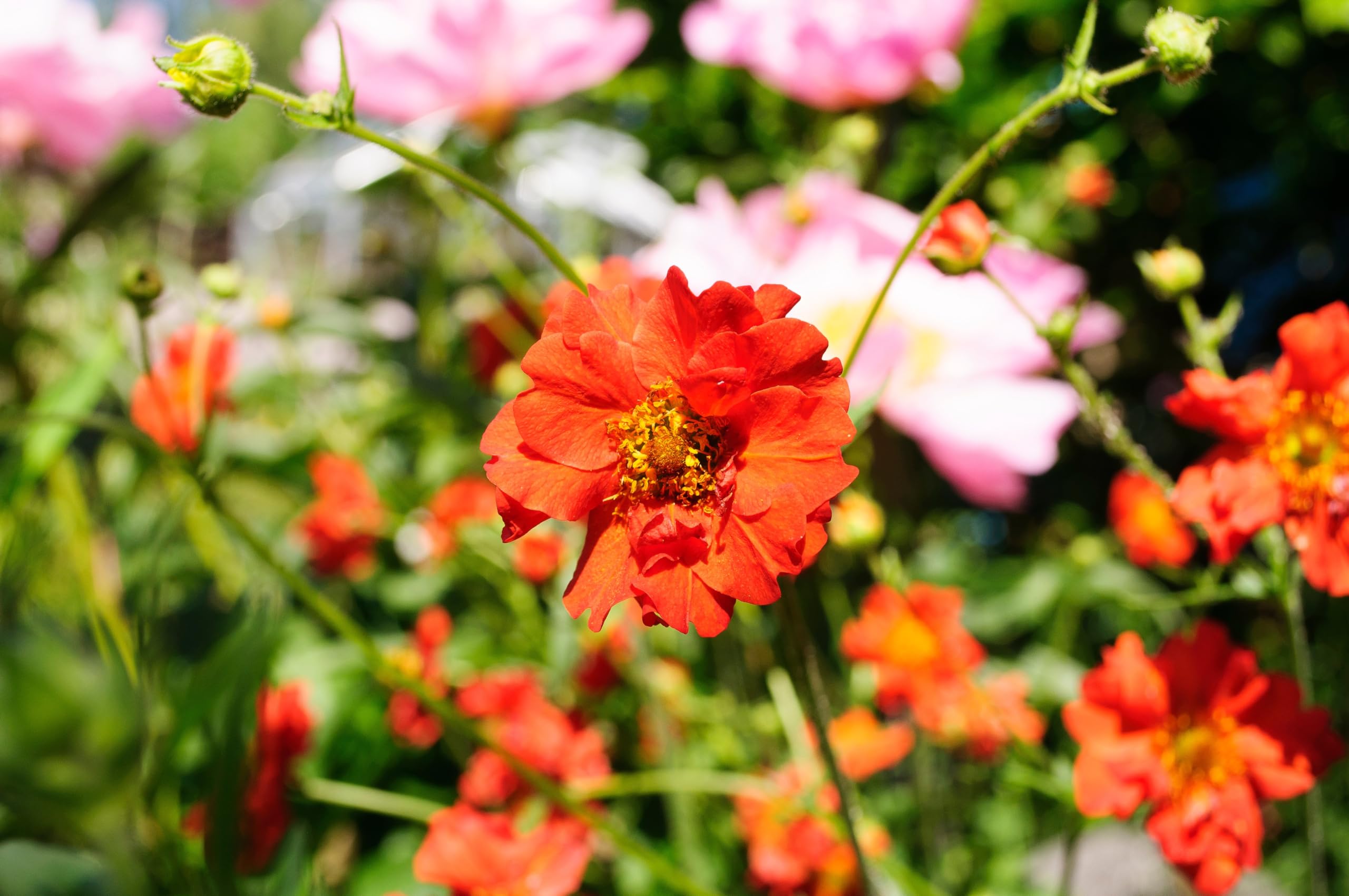 Stauden Gänge 10 x Geum chiloense 'Mrs Bradshaw winterhart