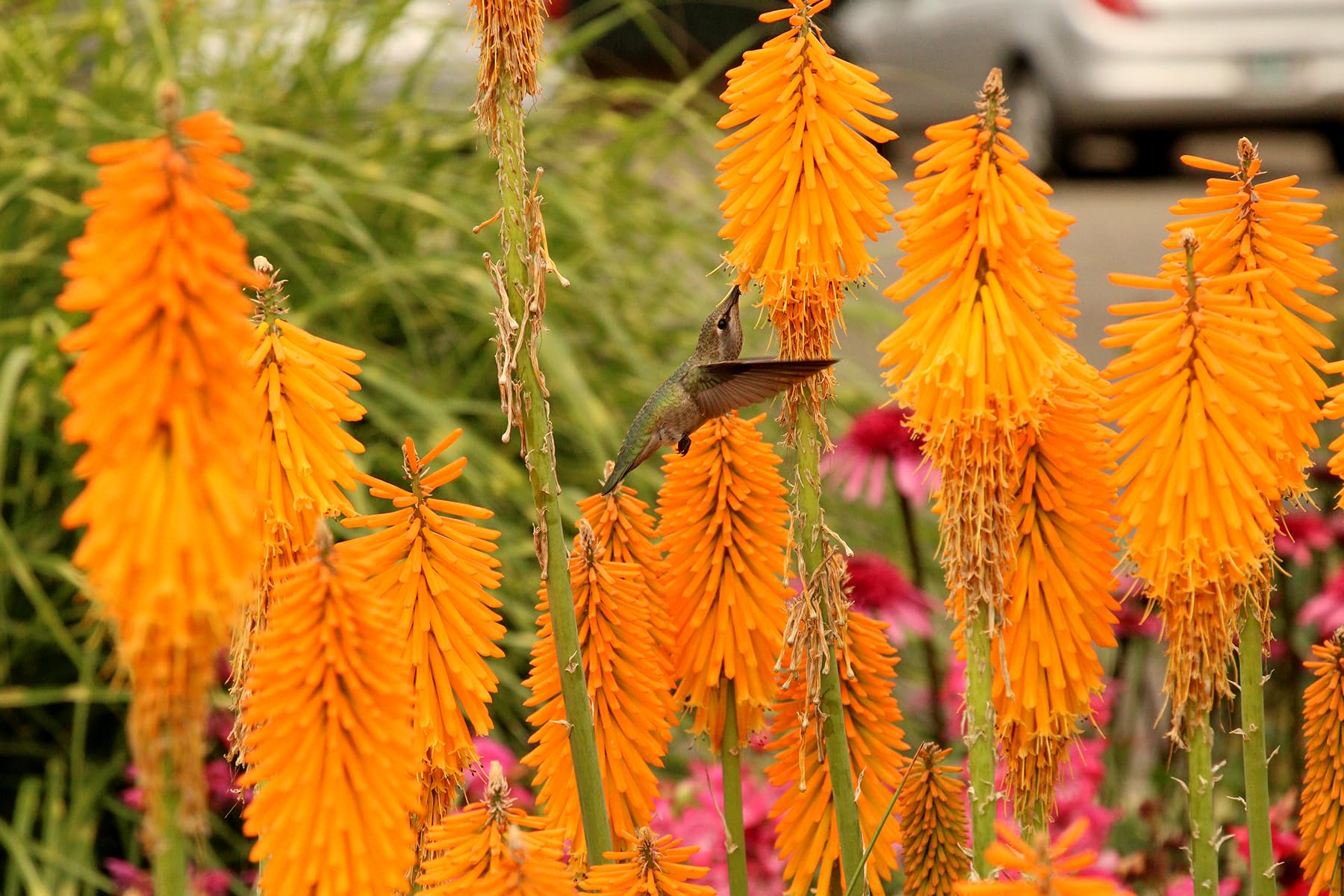 Stauden Gänge 5 x Kniphofia 'Mango Popsicle' Fackellilie Orange winterhart | Fackellilie – winterharte Staude & Dauerblüher für sonnige Beete, mehrjährig, bienenfreundlich, 1 L Topf (11x11 cm)