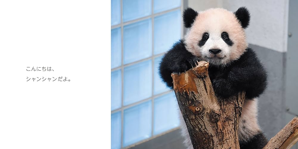 ⭐︎シャンシャンです、5本⭐︎ 3月26日『日本＆中国で愛されるお姫さま 熊猫シャンシャン』発売