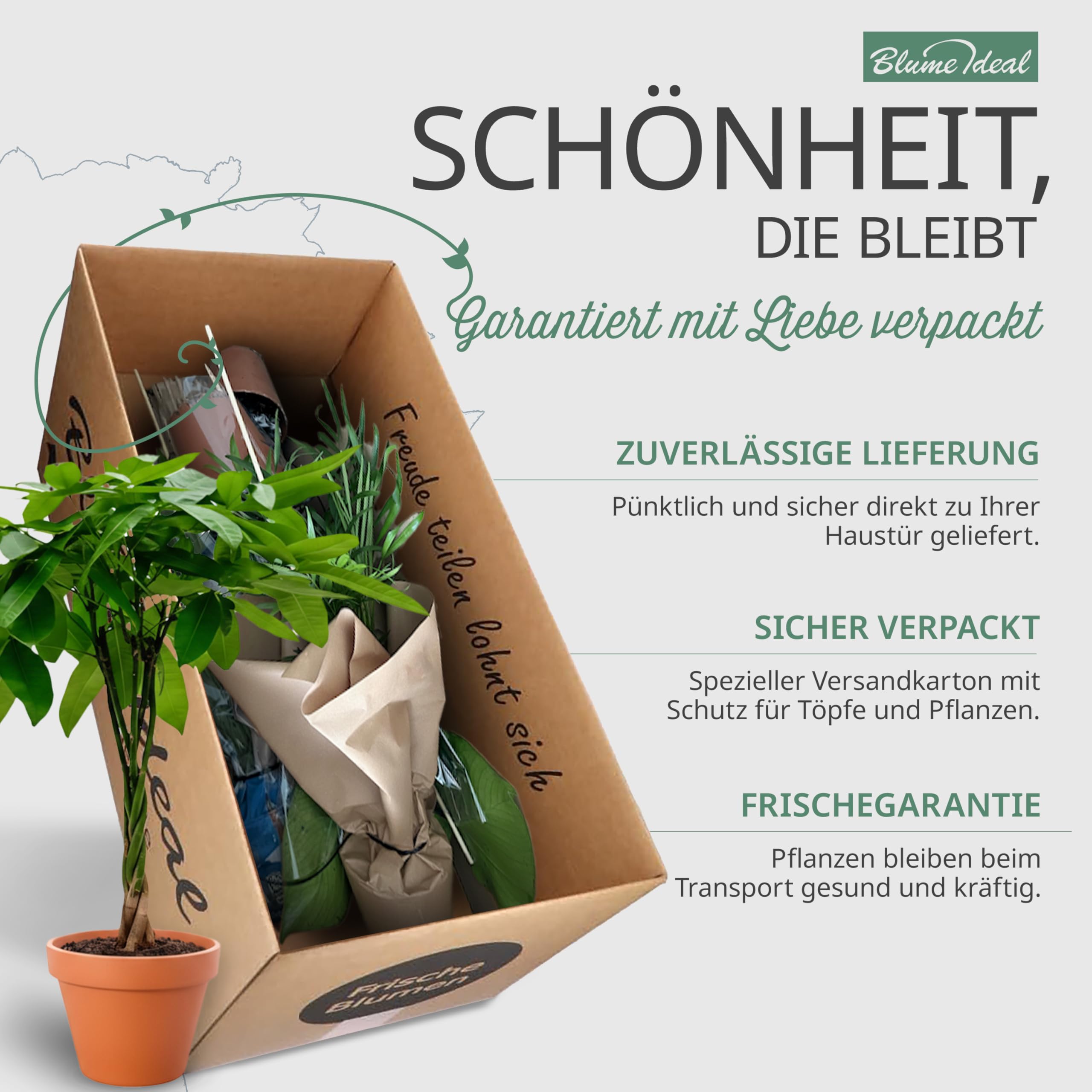 Pflanzenüberraschung | 6er-Set | ca. 30-70 cm | Ø 12-15 cm Topf | Zimmerpflanzen für Wohnung und Büro | Qualität vom Pflanzen Profi | Geniale Raumbegrünung