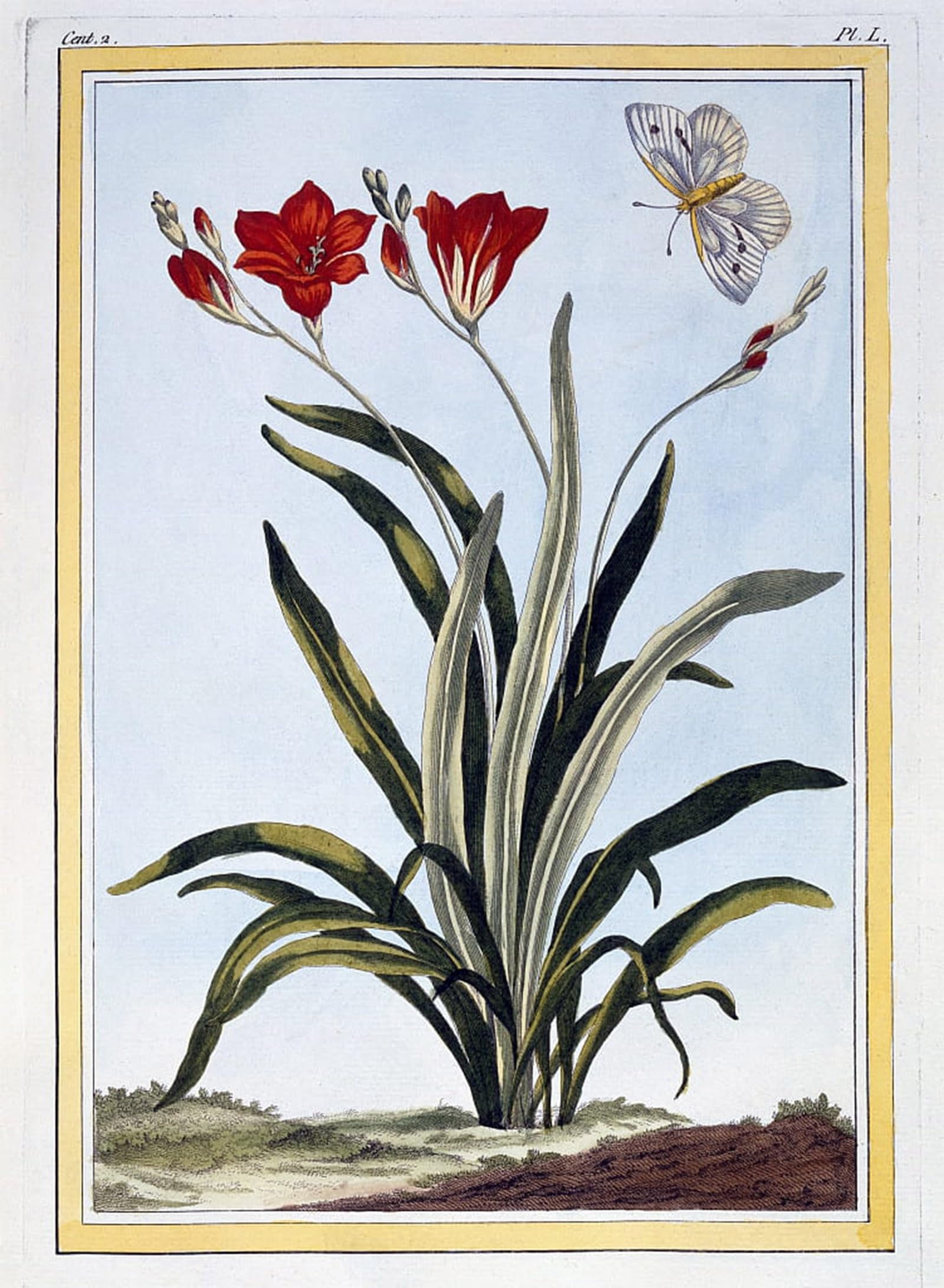 ARTXLXXBN Famous Painting Canvas Artwork Graffiti Print Cornlily by Pierre Buchoz Portrait Canvas Image for Home Decor 60x90cm