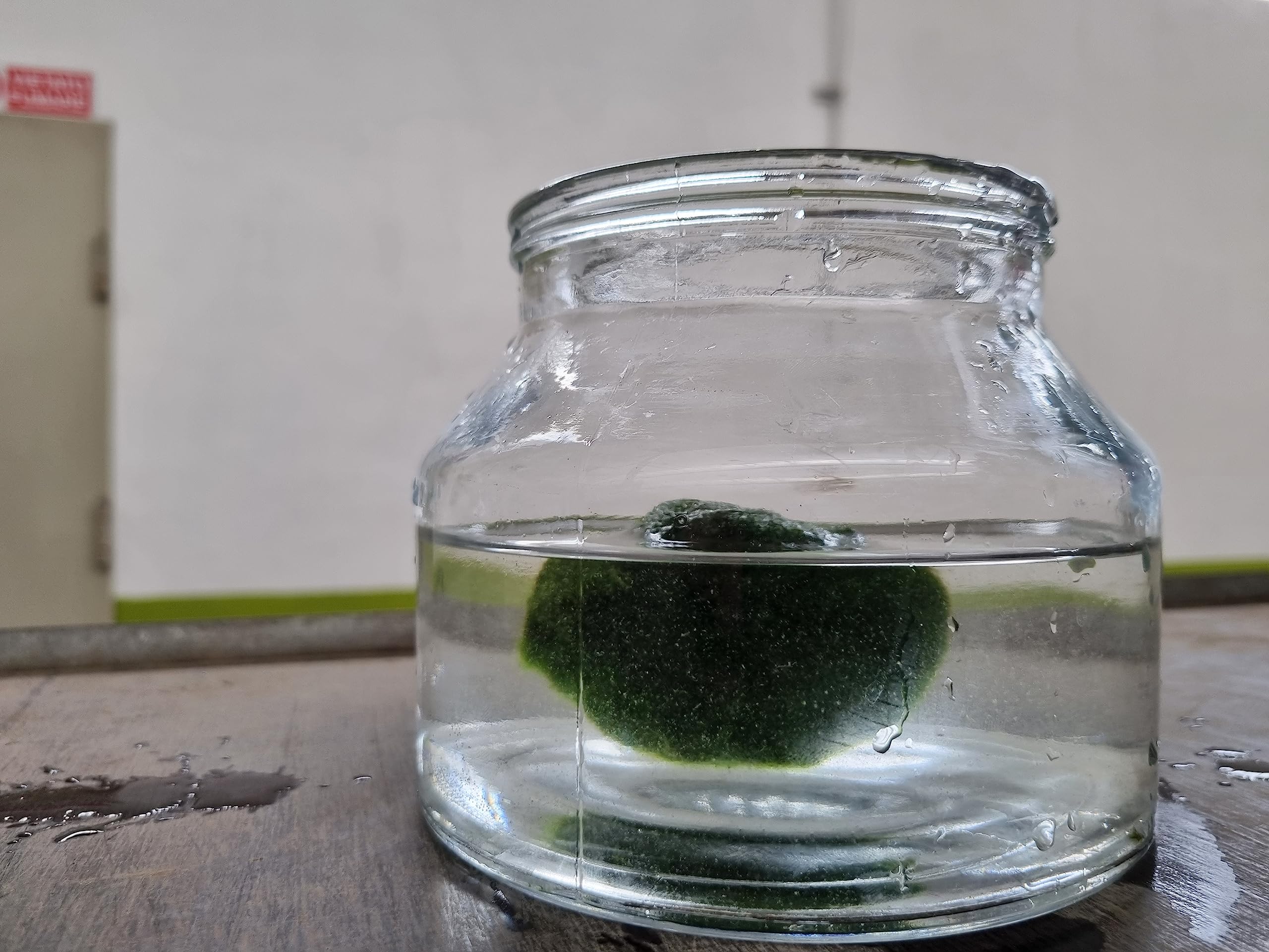 Generico MARIMO Viva Large