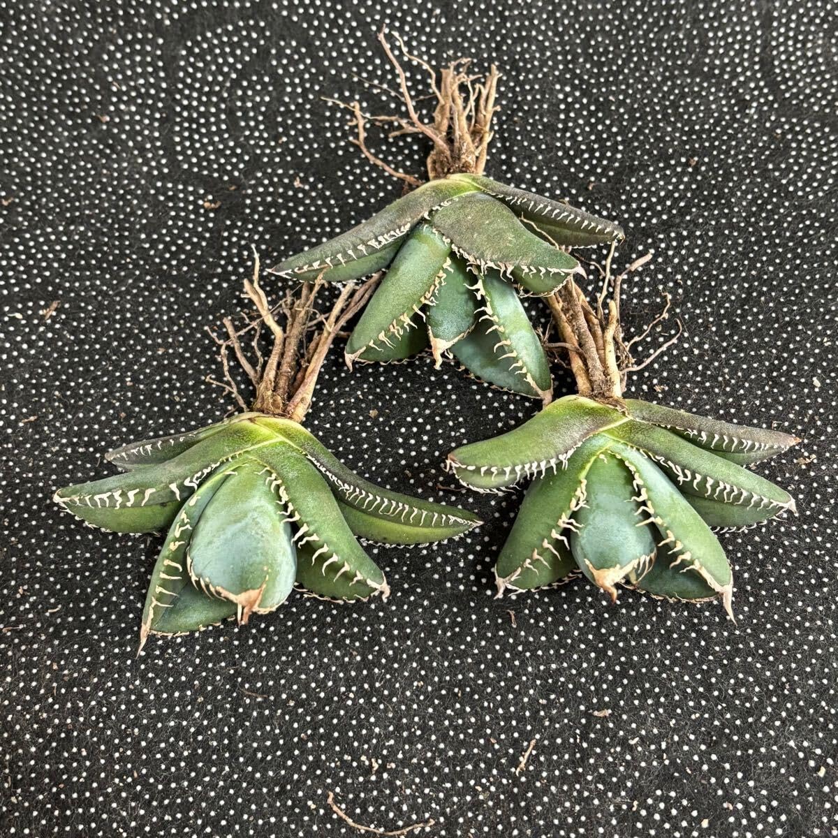 Amazon.co.jp: 多肉植物 アガベ チタノタ 悪魔くん 小株 3株同梱