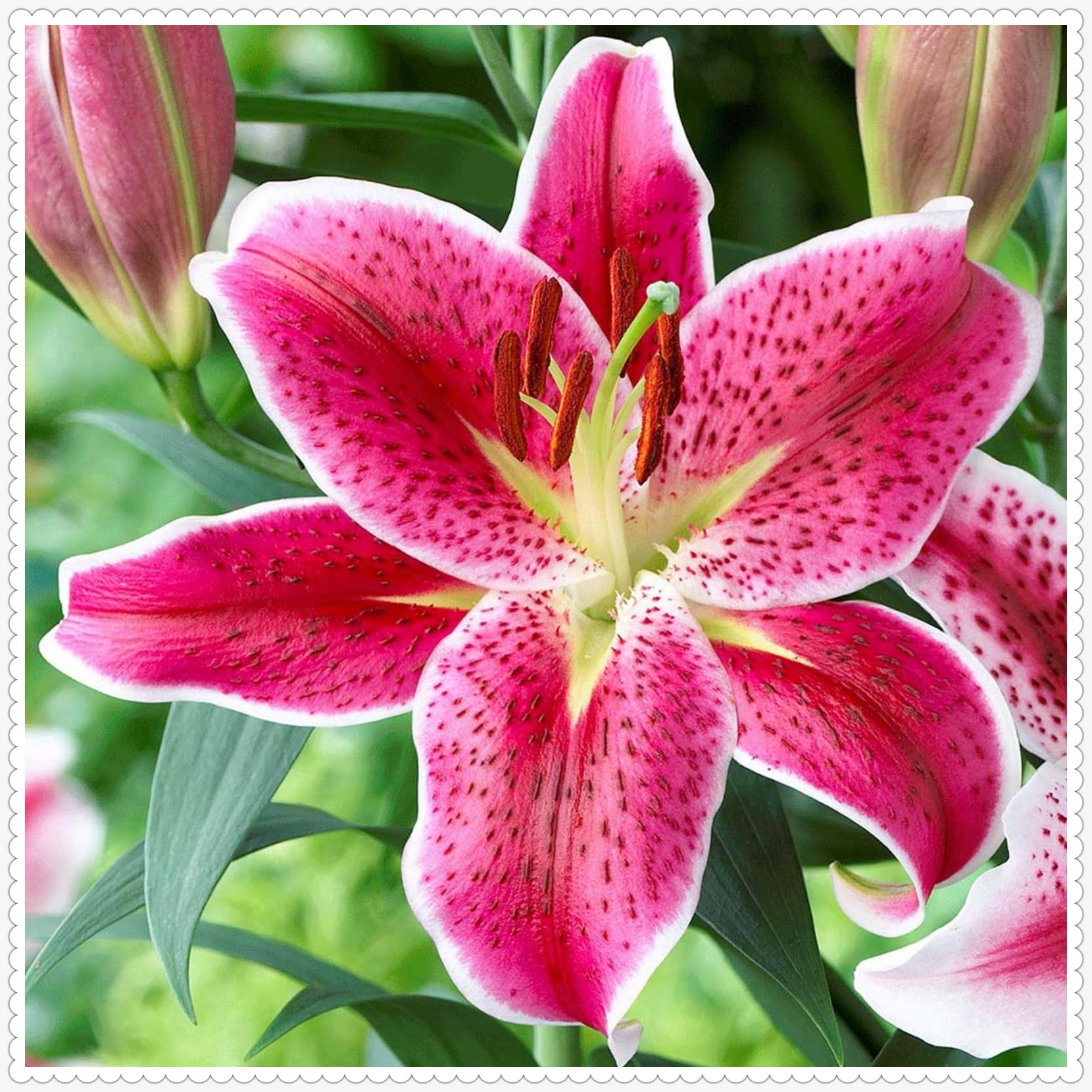 Perennial Lily Bulbs for Planting-Surprise Growth,Mix Color,Low Maintenance,Excellent Display,Suitable for Garden Decoration-2bulbs-H