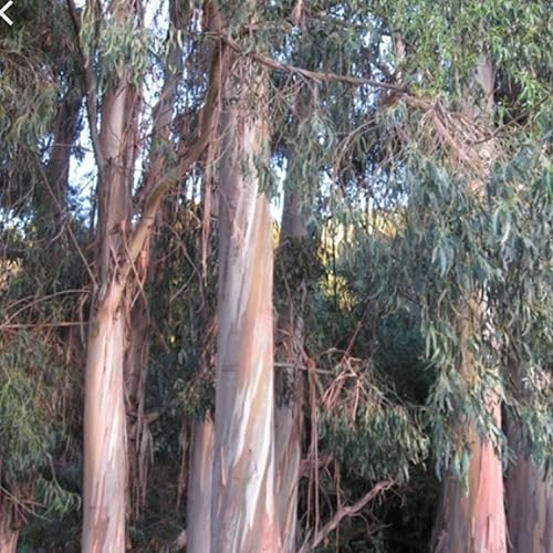 Miniatura 5 de CHUXAY GARDEN Eucalyptus Globulus-Southern Blue Gum 25 semillas de árbol de hoja perenne Pantalla de privacidad endémica Las plantas de borde de