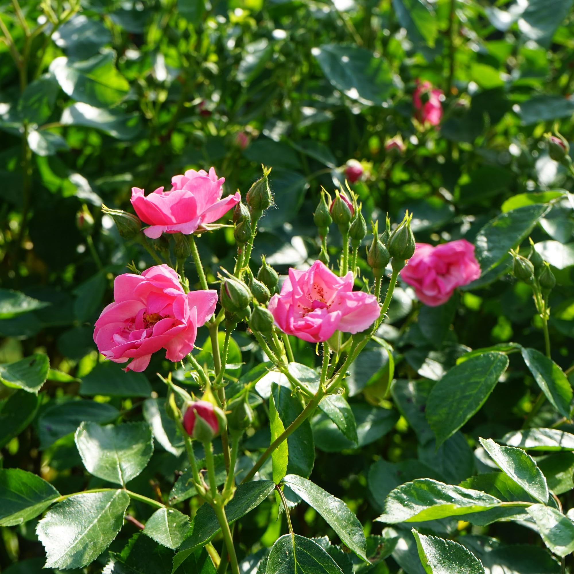 Bryncir Garden Centre Garden Roses, Vibrant Colourful Perennial Shrub. (Marion (Pink polyantha)) — image 1