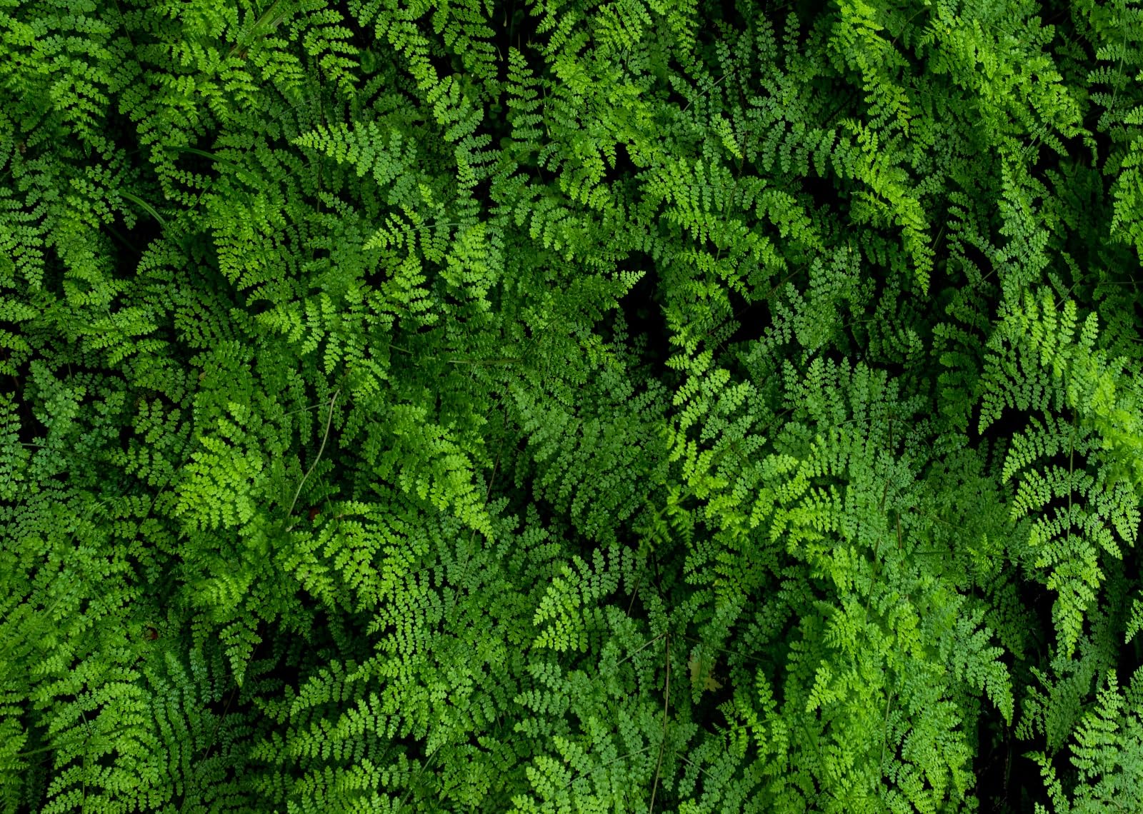 15x10ft Sfondo fotografico con foglie di felci verdi Sfondo fotografico con foresta verde Sfondo con foto di vegetazione naturale Studio fotografico da parete con foglie verdi