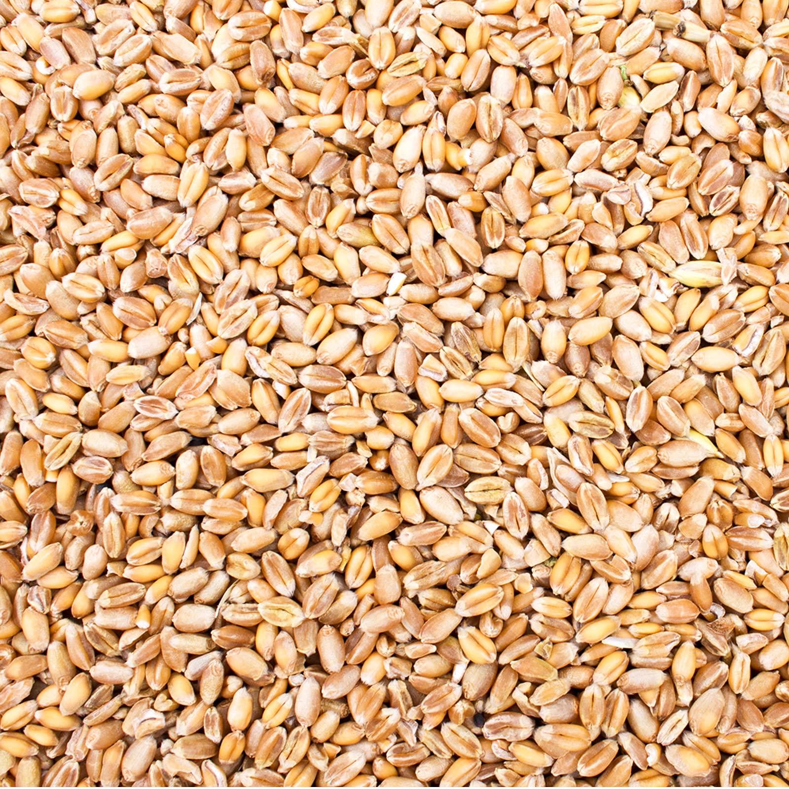 Petigi 5 kg Grain Graines de Blé Aliments pour Animaux Poulet Volaille