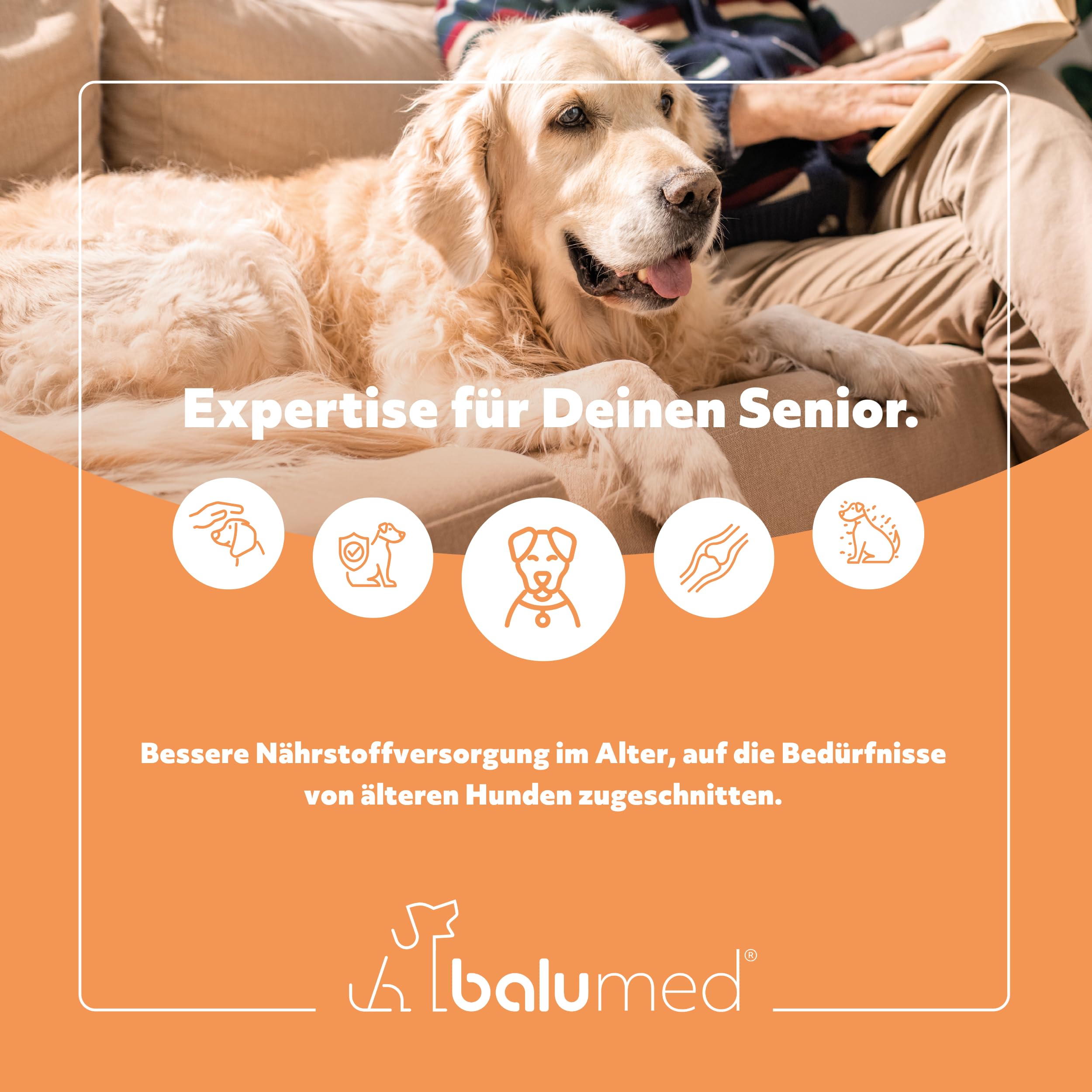 Senior + Vitalität – 120 Tabletten für ältere Hunde – Beweglichkeit, Gelenke & Vitalität – mit MSM, Eierschalen, Mikroalgen, Spirulina & Grünlippmuschel