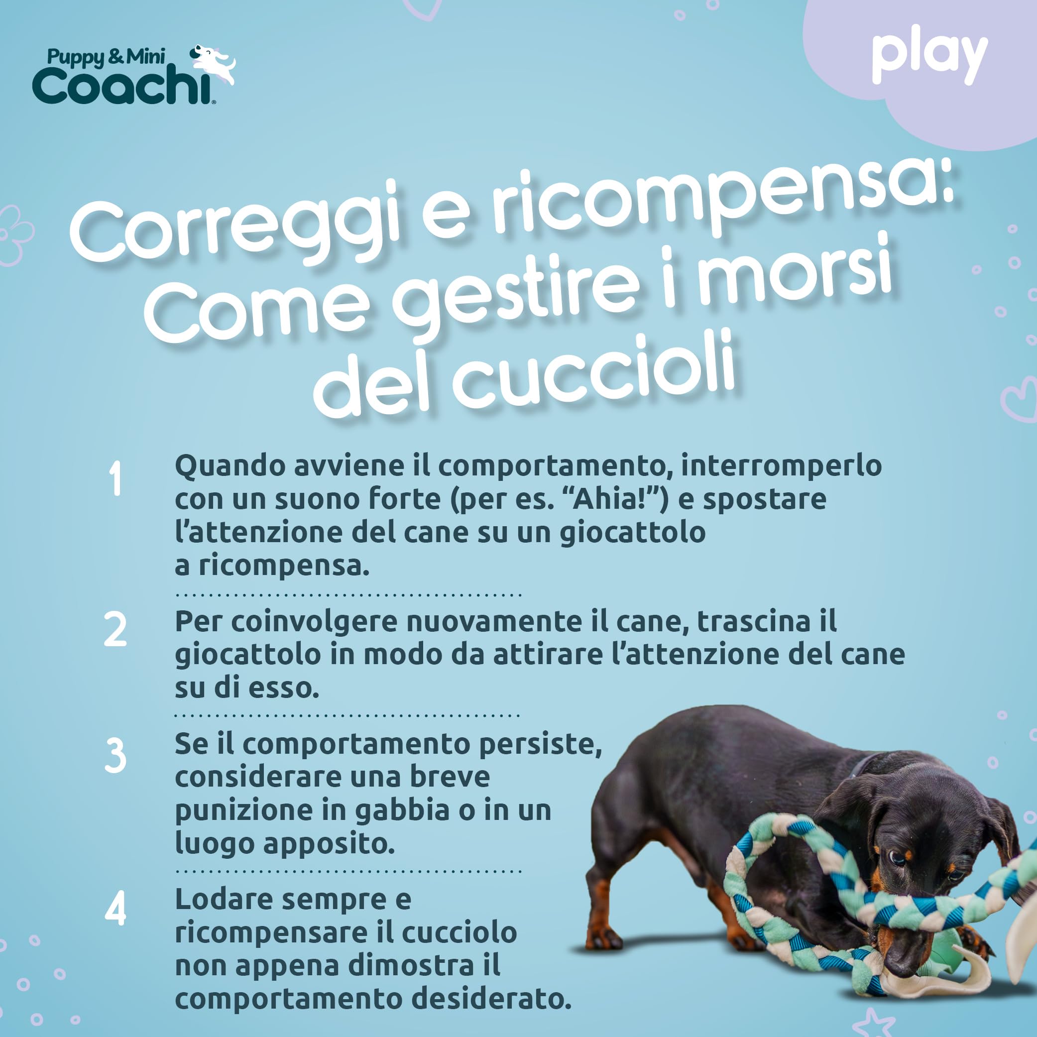 Coachi Tuggi Tug zabawka dla psa do przeciągania, treningu, agility, dla szczeniąt i małych psów
