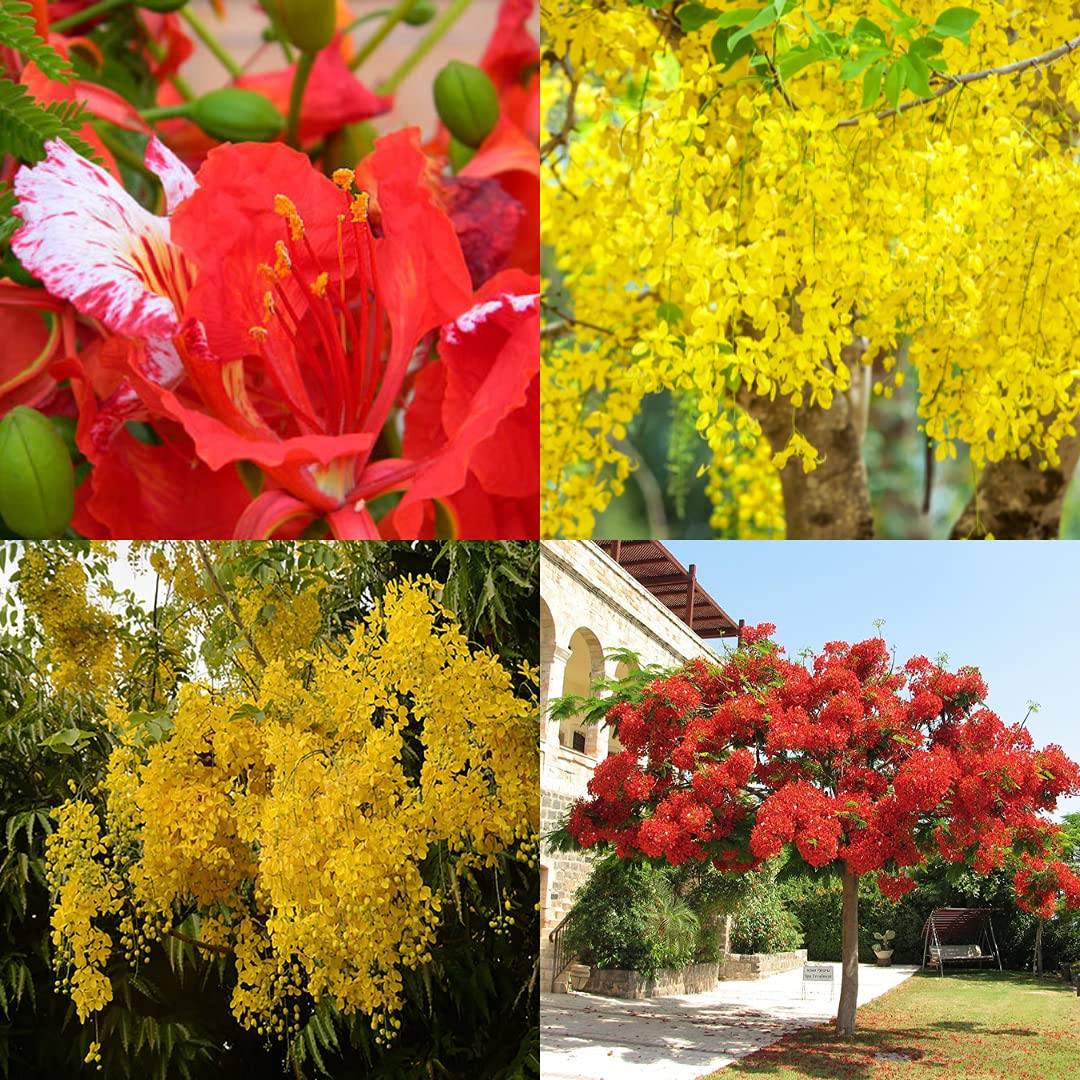 Navya Agriallied Combo Pack of Amaltash (Cassia Fistula Golden Shower) and Gulmohar (Delonix Regia Flame Tree) Avenue Tree Flower Tree Seeds Pack of 50-50 Gram each (B09B17YMTL) Amazon Price History, Amazon Price Tracker