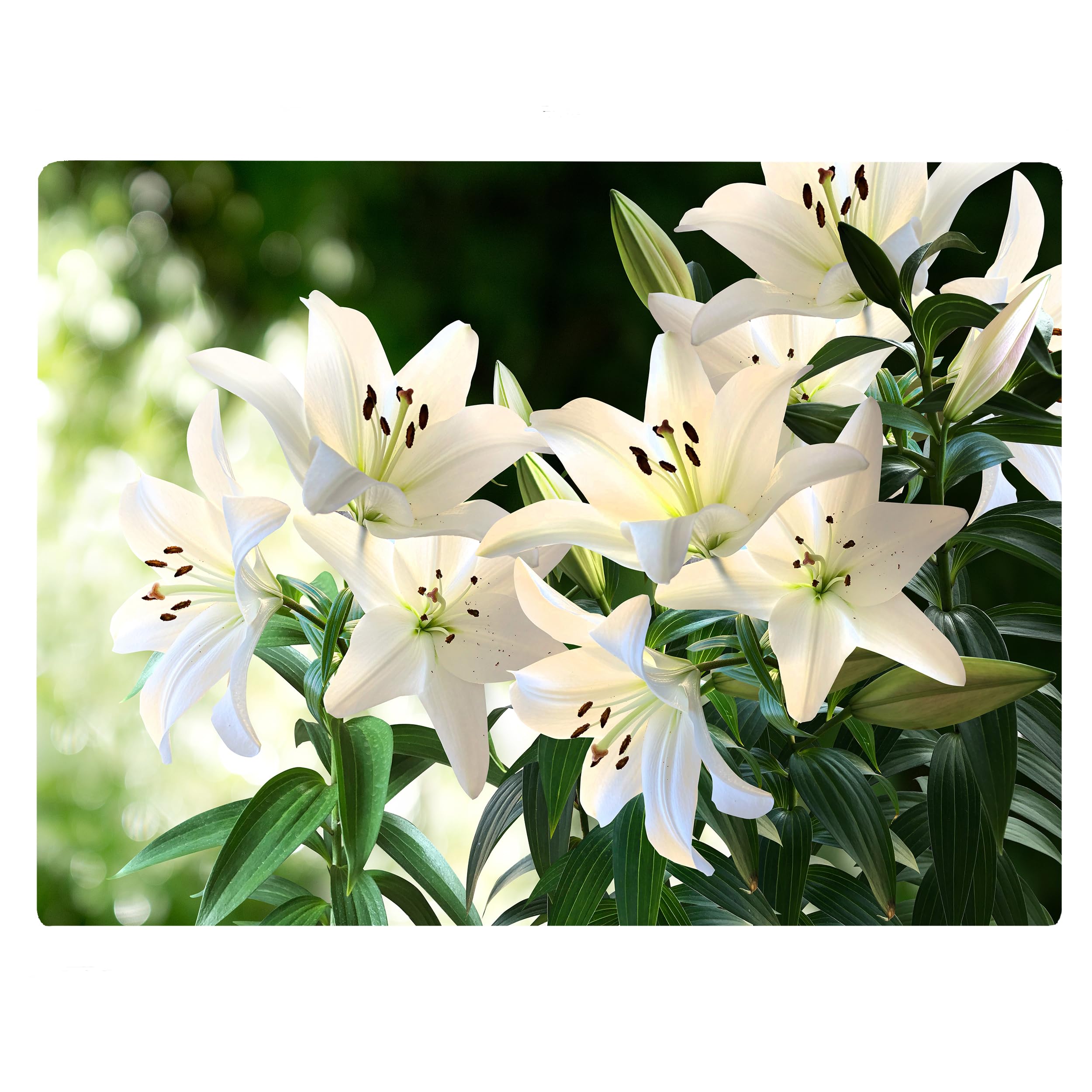 White Lily Floral Pattern Flower Love Kitchen Glass Cutting Board Decorative Valentine's Mother's Day Gift For Her Flowers (White Lily)