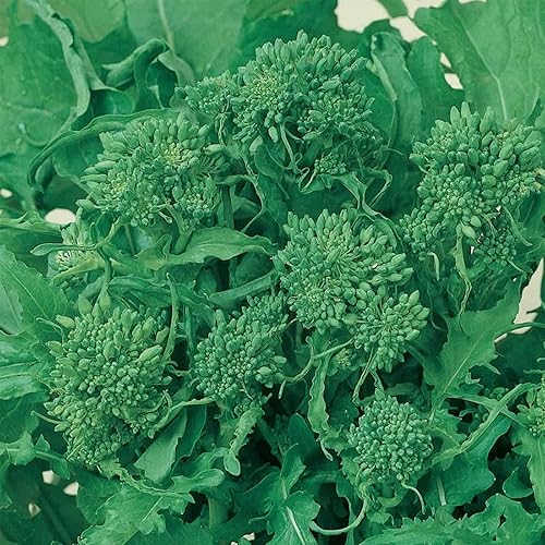 1000 semillas tradicionales de brócoli Rapini para principios de otoño, sin OMG, semillas siempre frescas