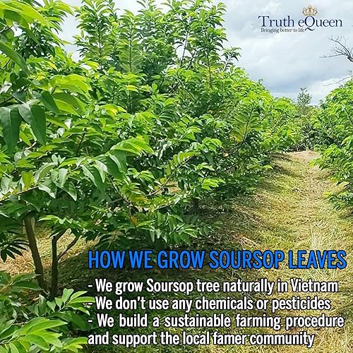 Miniatura 3 de Té de hojas de guanábana, lote pequeño y seleccionado a mano de Vietnam, sin OMG, rico en antioxidantes, sin cafeína, vegano y sin gluten, té