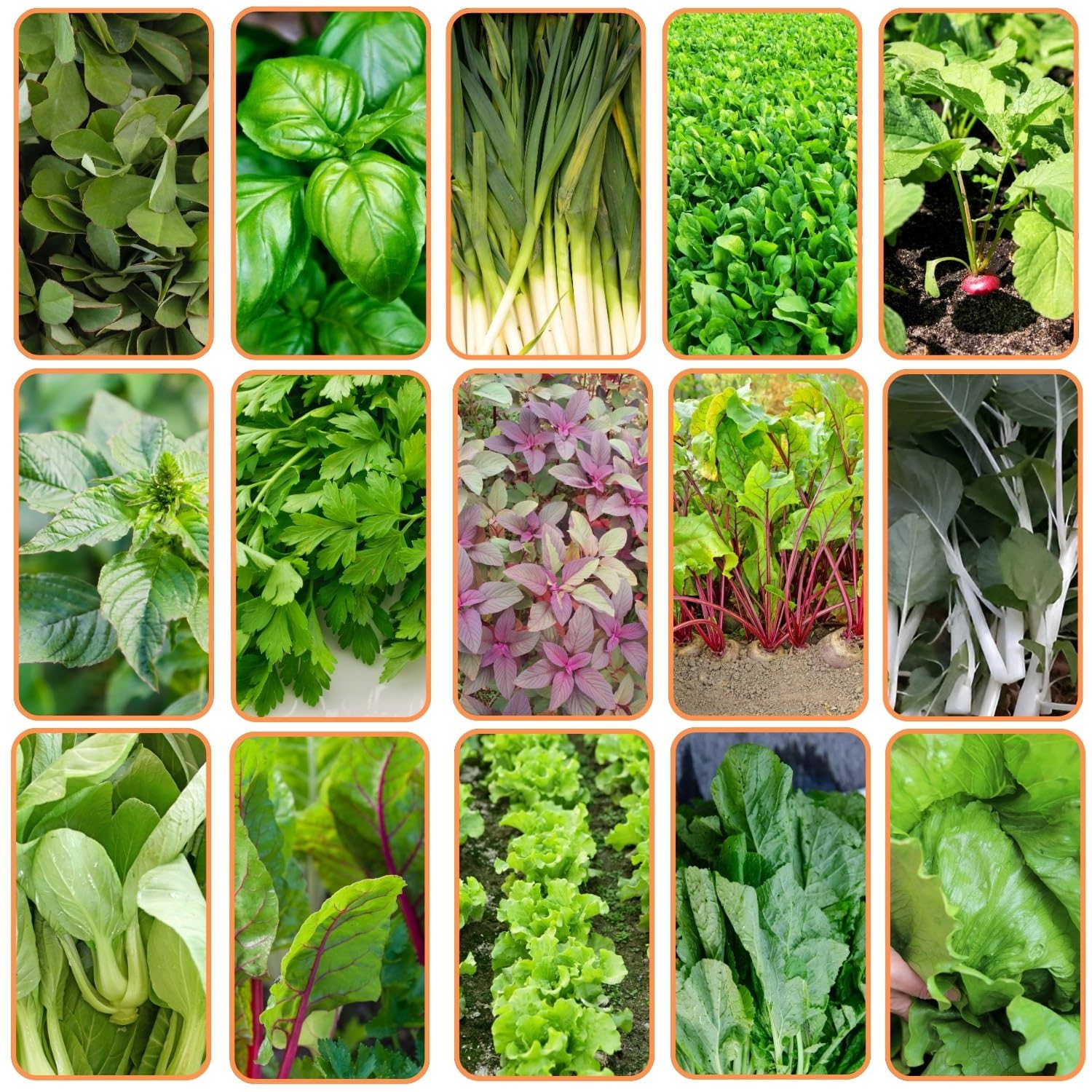 THE INDIAN BEEJ - Green Leafy Vegetable seeds|15 Varieties | Home Garden| Perfect for Home Gardening| Planting For Pots and Patio |2300 +Seeds| Best Germination (B0CVVSXMVM) Amazon Price History, Amazon Price Tracker