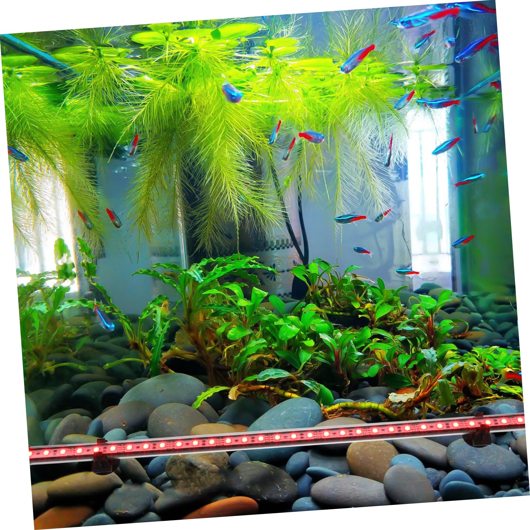 minkissy Luz De Buceo De Acuario Luz Del Acuario Suministro De Acuario Lámpara Led Creativa Lámpara De Pecera Adorno De Lámpara Suministros Para Peceras Acrílico Control Remoto