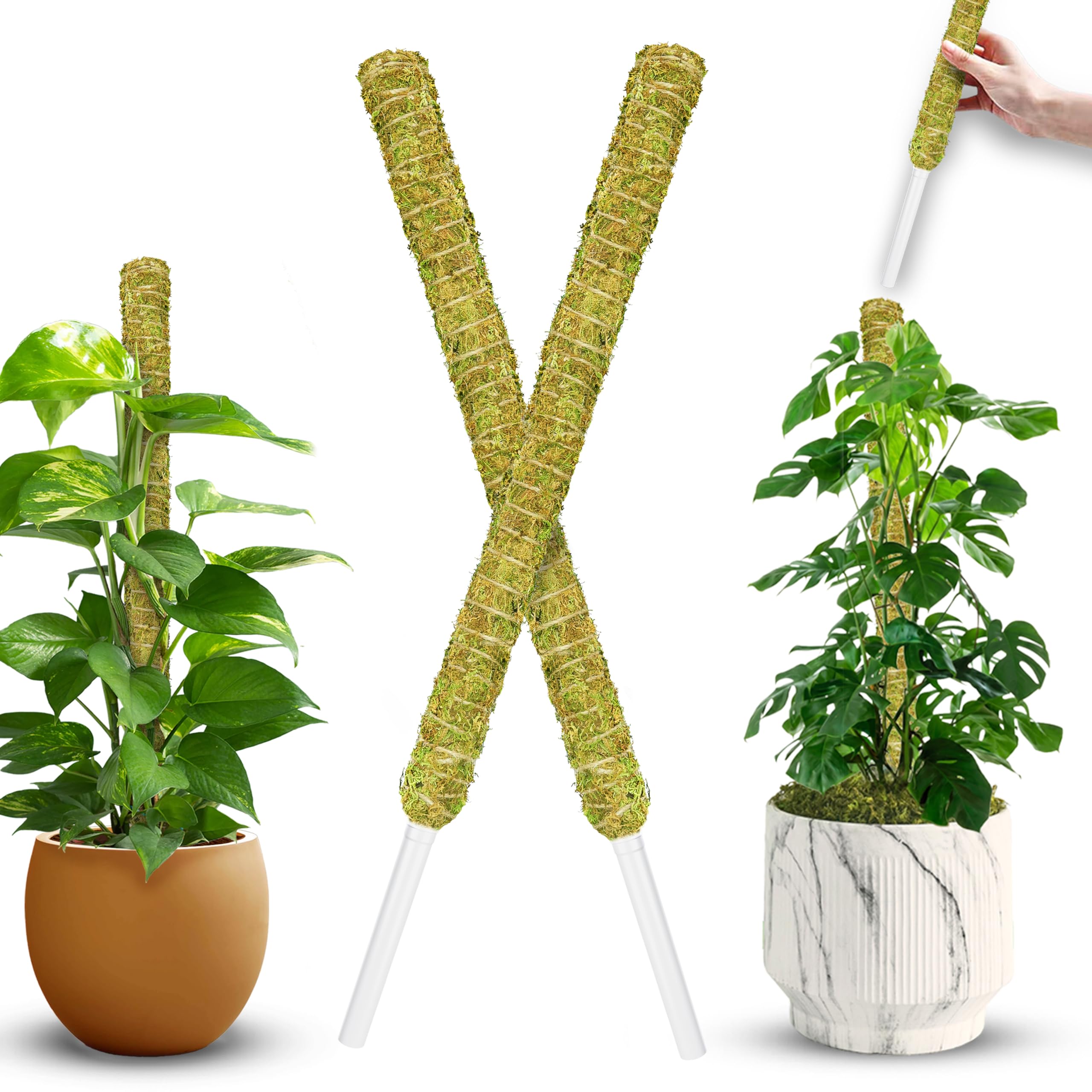 Toxx MOSS STICK 50SW Amazon.com : DUSPRO Natural Stackable Moss Pole for Plants
