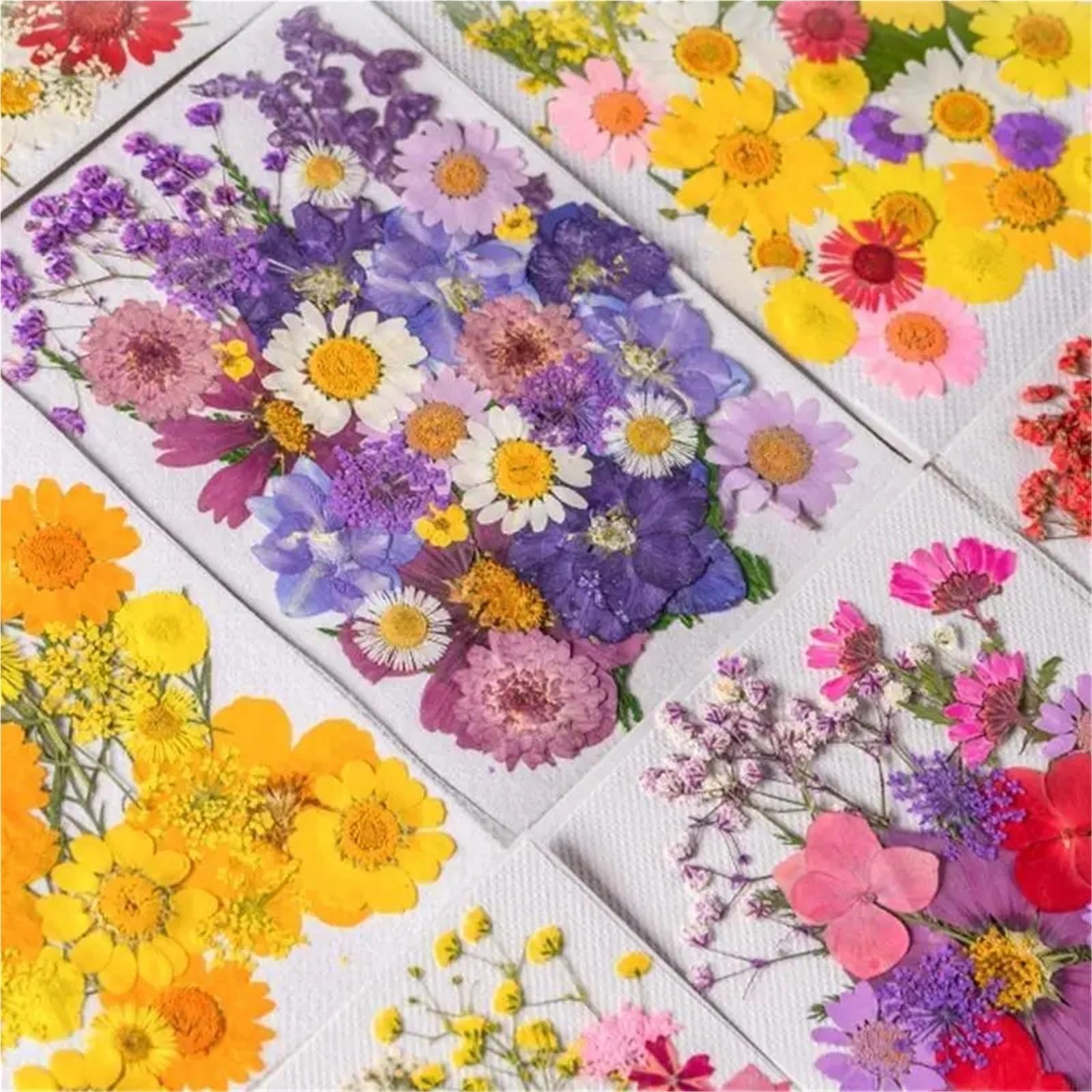 Gepresste Blumen Wunderschöne gepresste Trockenblume