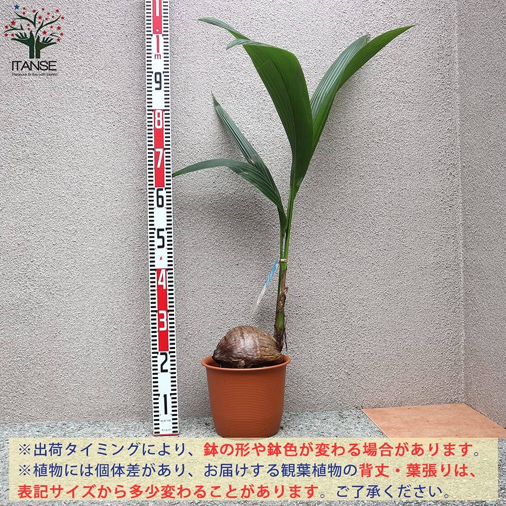 ココスヤシNo1 ココスヤシ 9号 樹高1m前後(鉢底から）シンボルツリー 庭木 植木