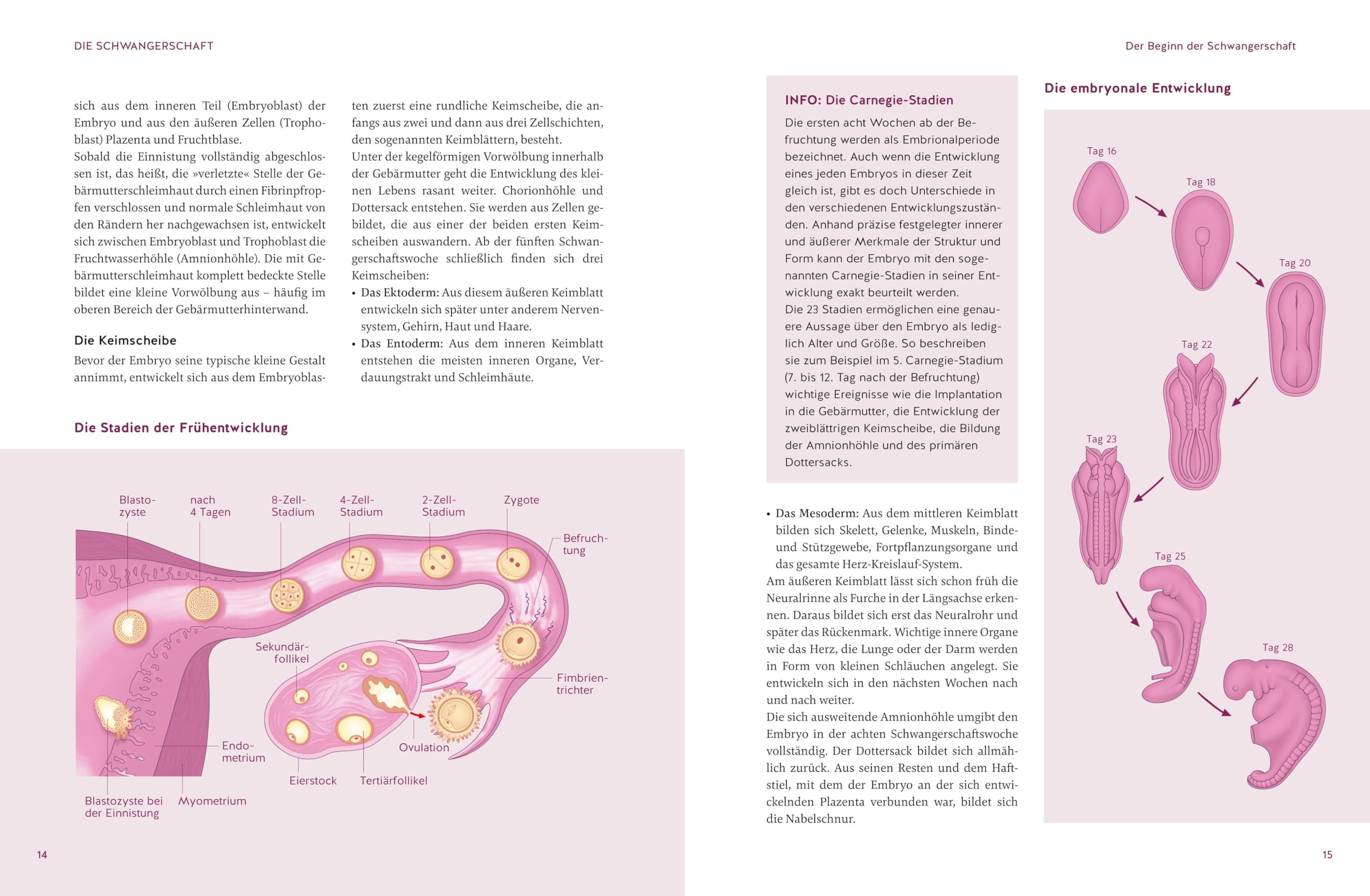 Das große Buch zur Schwangerschaft: Das Standardwerk zu Schwangerschaft, Geburt und die erste Zeit mit Baby