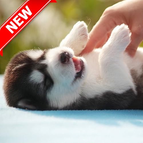 Husky Pup Wallpapers HD