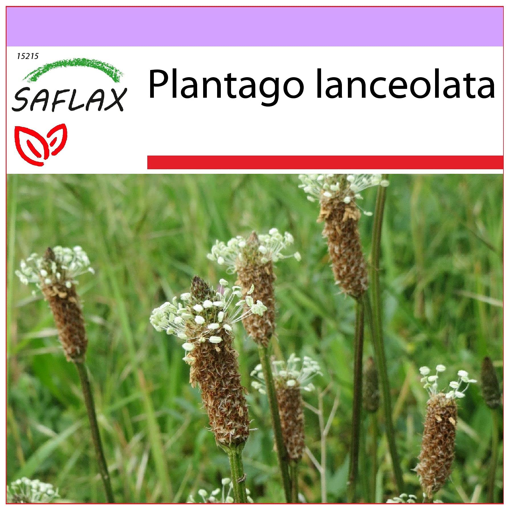 SAFLAX - Heilpflanzen - Spitzwegerich - 100 Samen - Plantago lanceolata :  Amazon.de: Garten