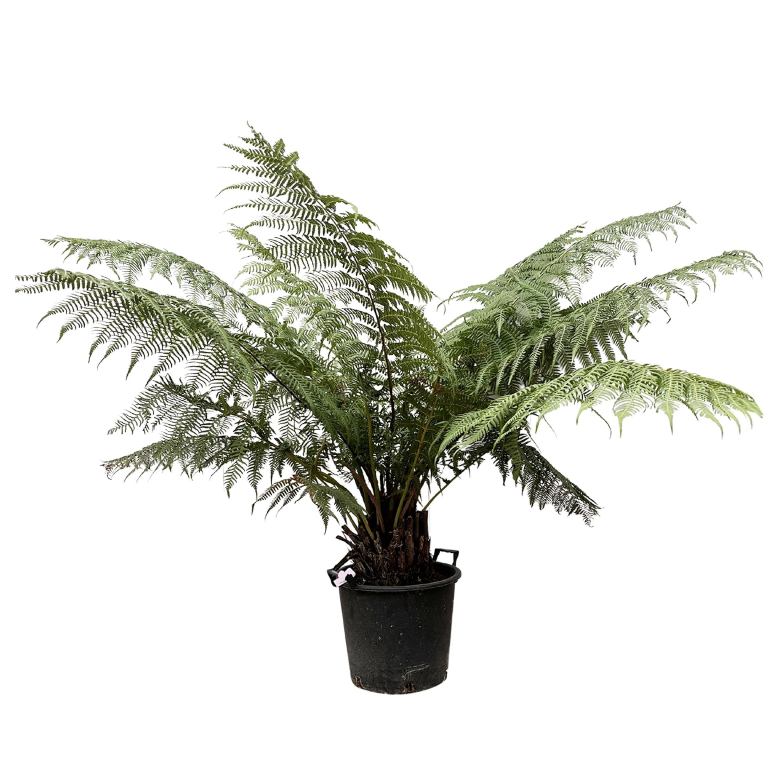 Farn - Australischer Taschenfarn (Dicksonia antarctica) mit bertopf -  Hhe: 160 cm - von Botanicly : Amazon.de: Garten