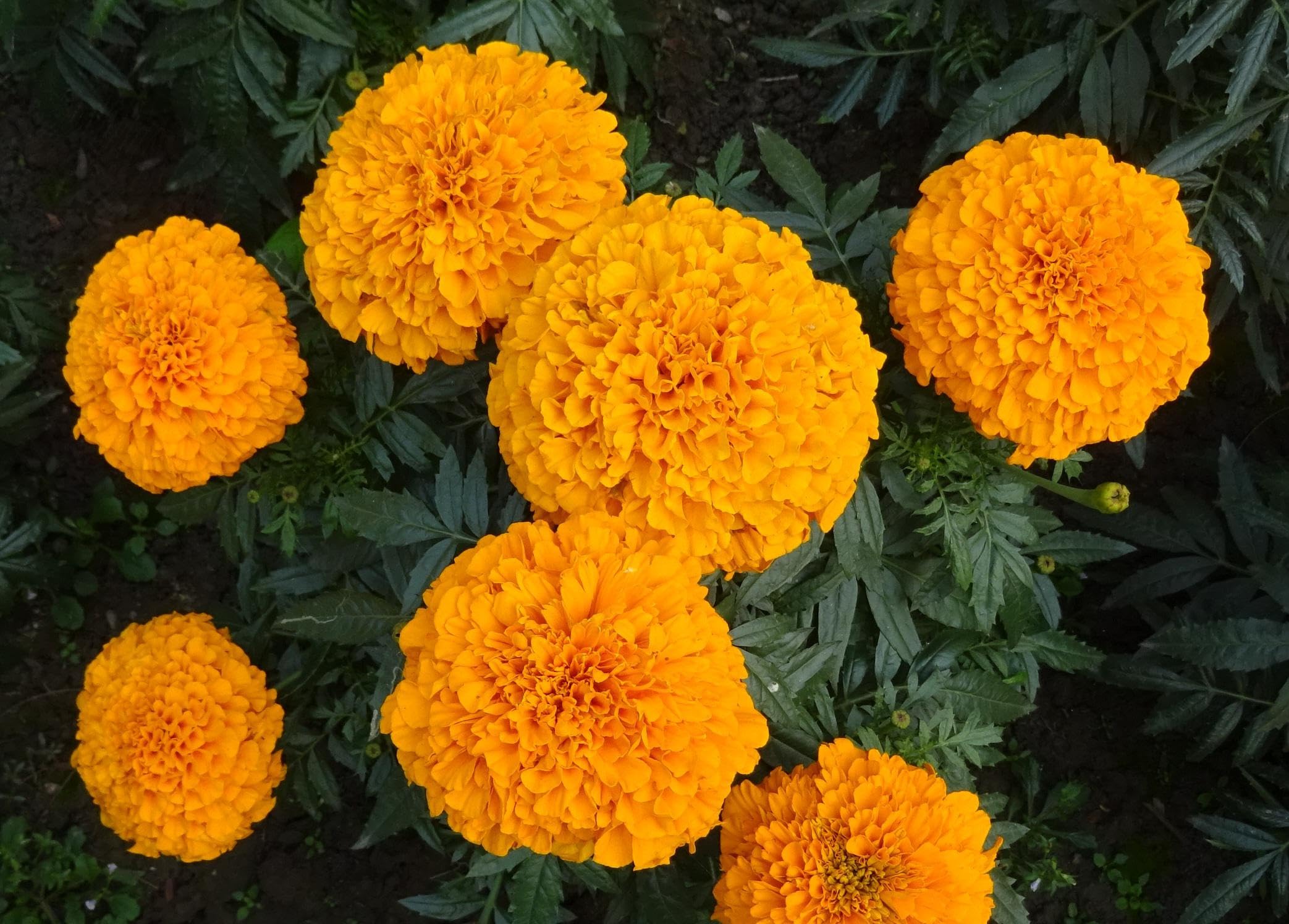 Tagetes (Tagetes erecta) ´Aufrechte Studentenblume´ Samen. (20000 Samen = 52,0g)