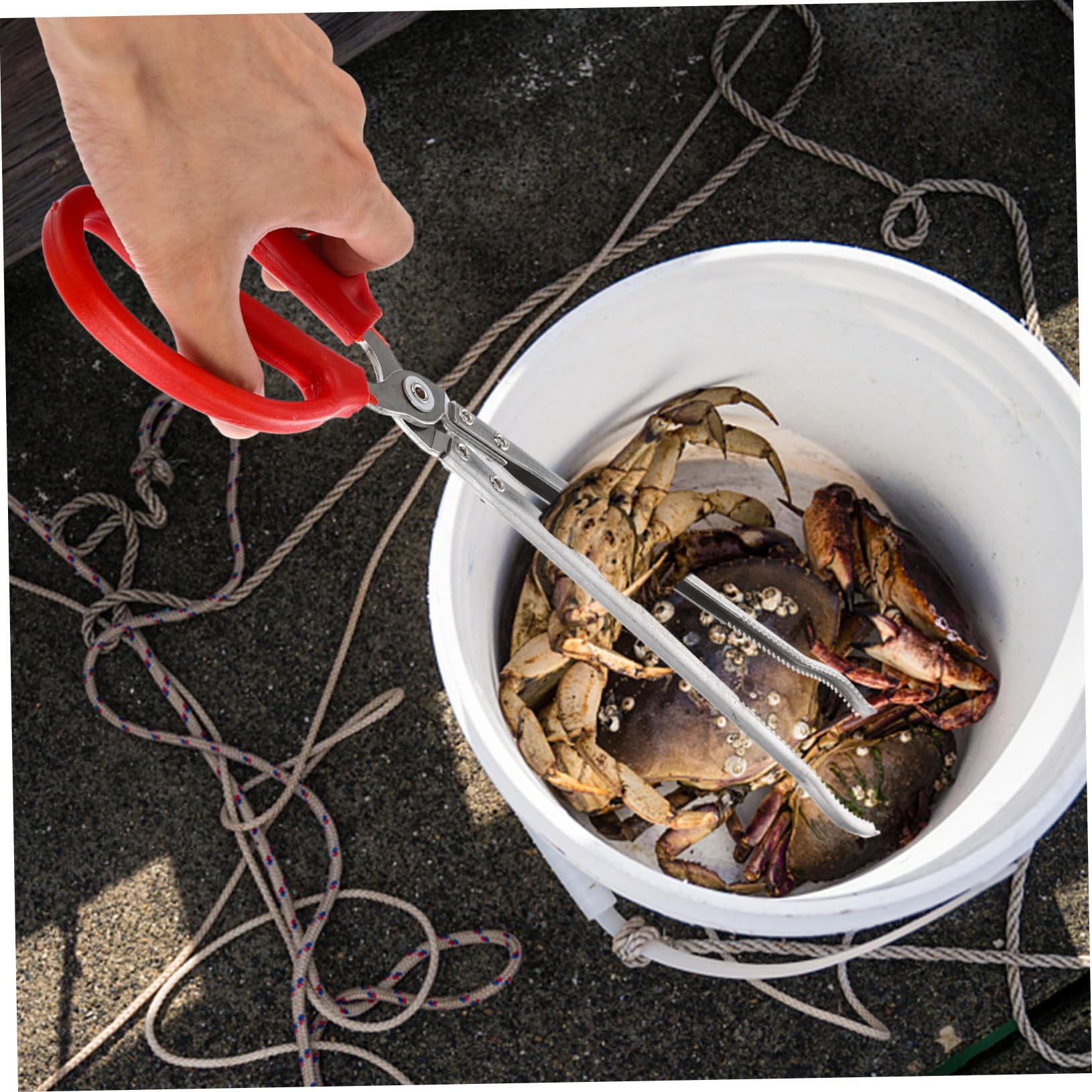 Pince à Crabes Portable en Acier Inoxydable, Légère et Antidérapante