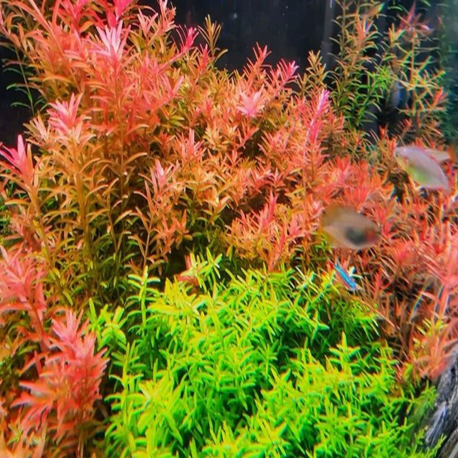 Rotala Hra