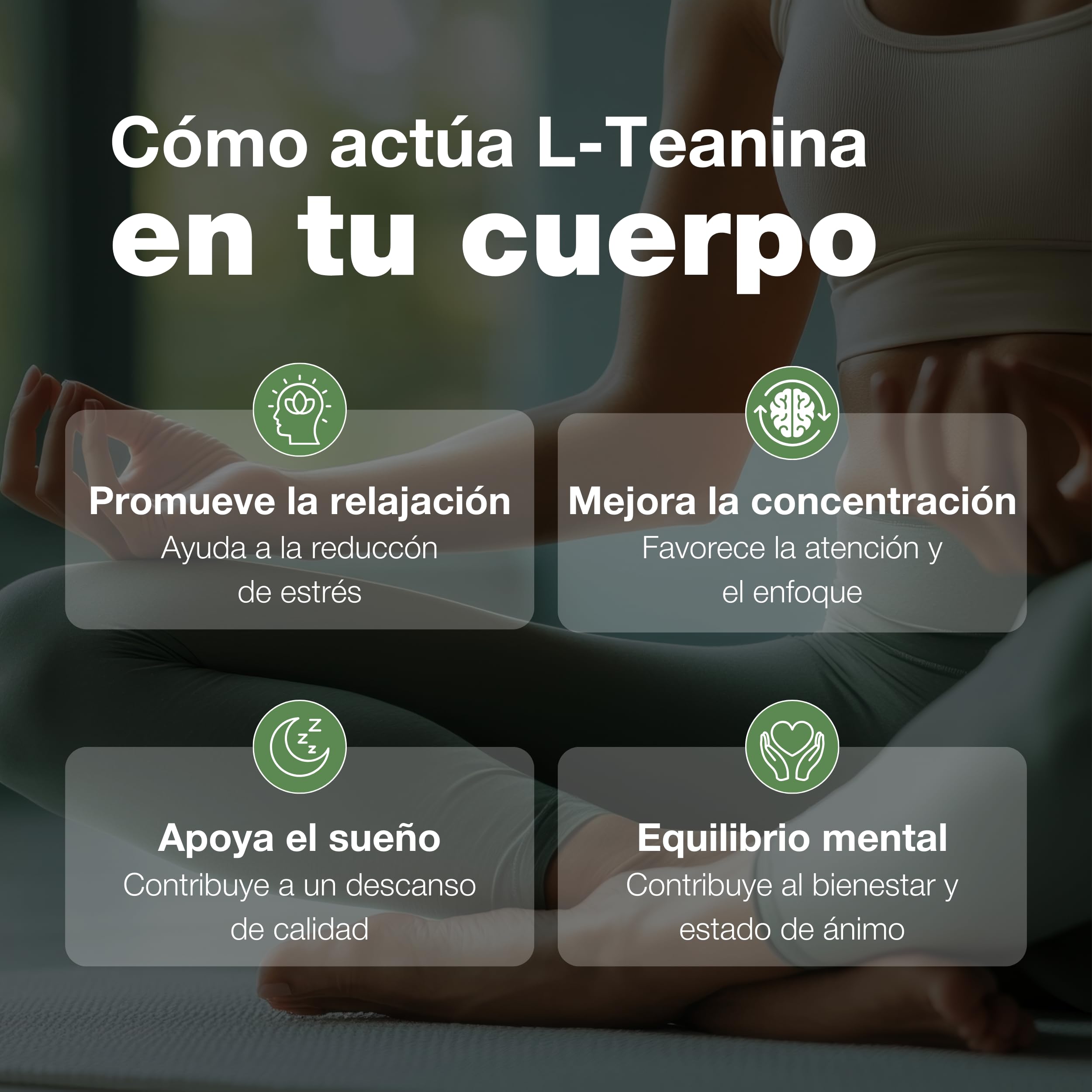L-Teanina 200mg | Sin Cafeína ni EGCG | 60 Cápsulas | Extracto de té verde (Camellia sinensis). Foco sin somnolencia. Vegano, sin gluten. Clean Label. Fabricado en España.