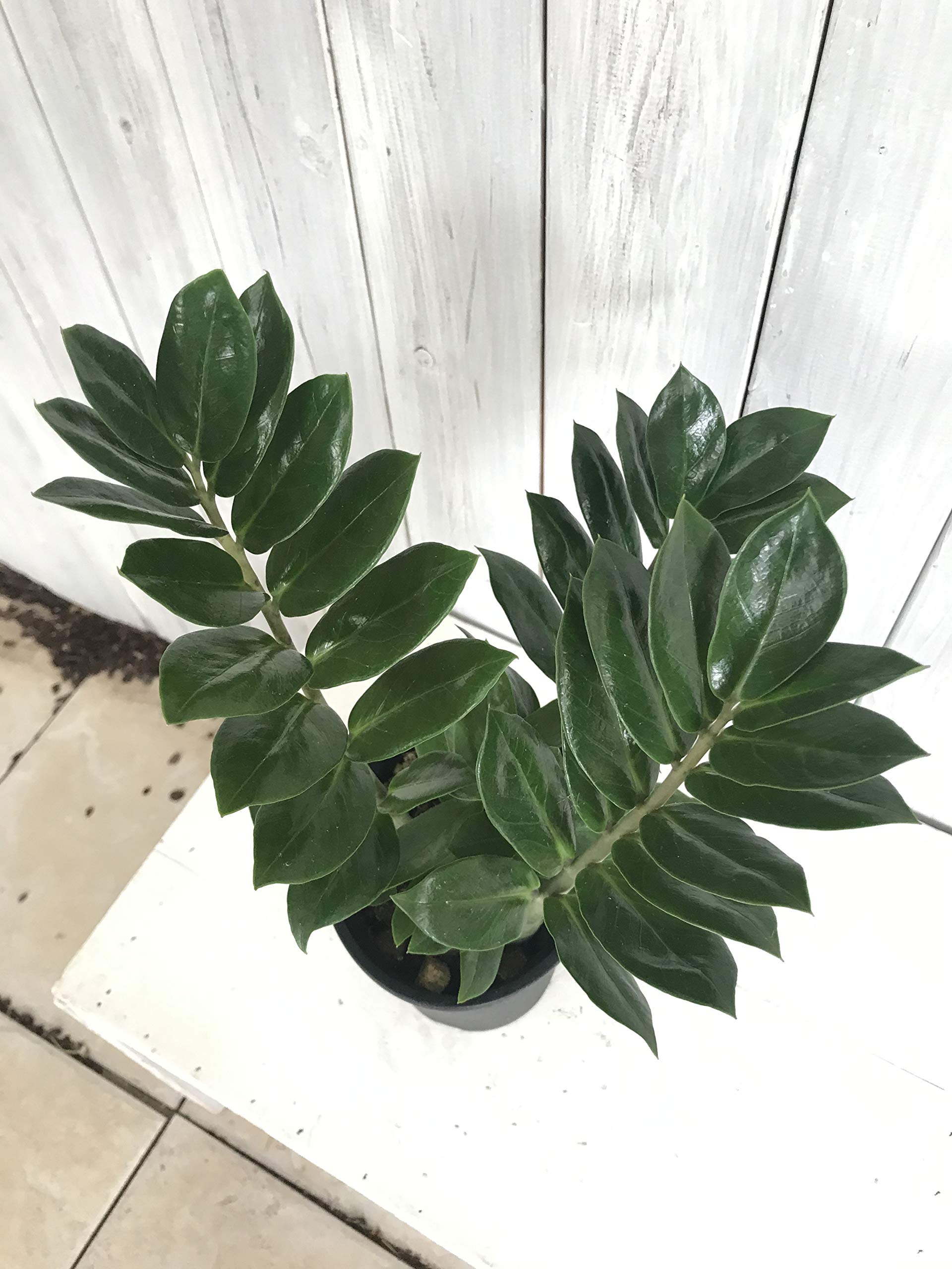 Amazon.co.jp: はなみどり 観葉植物 ザミオクルカス