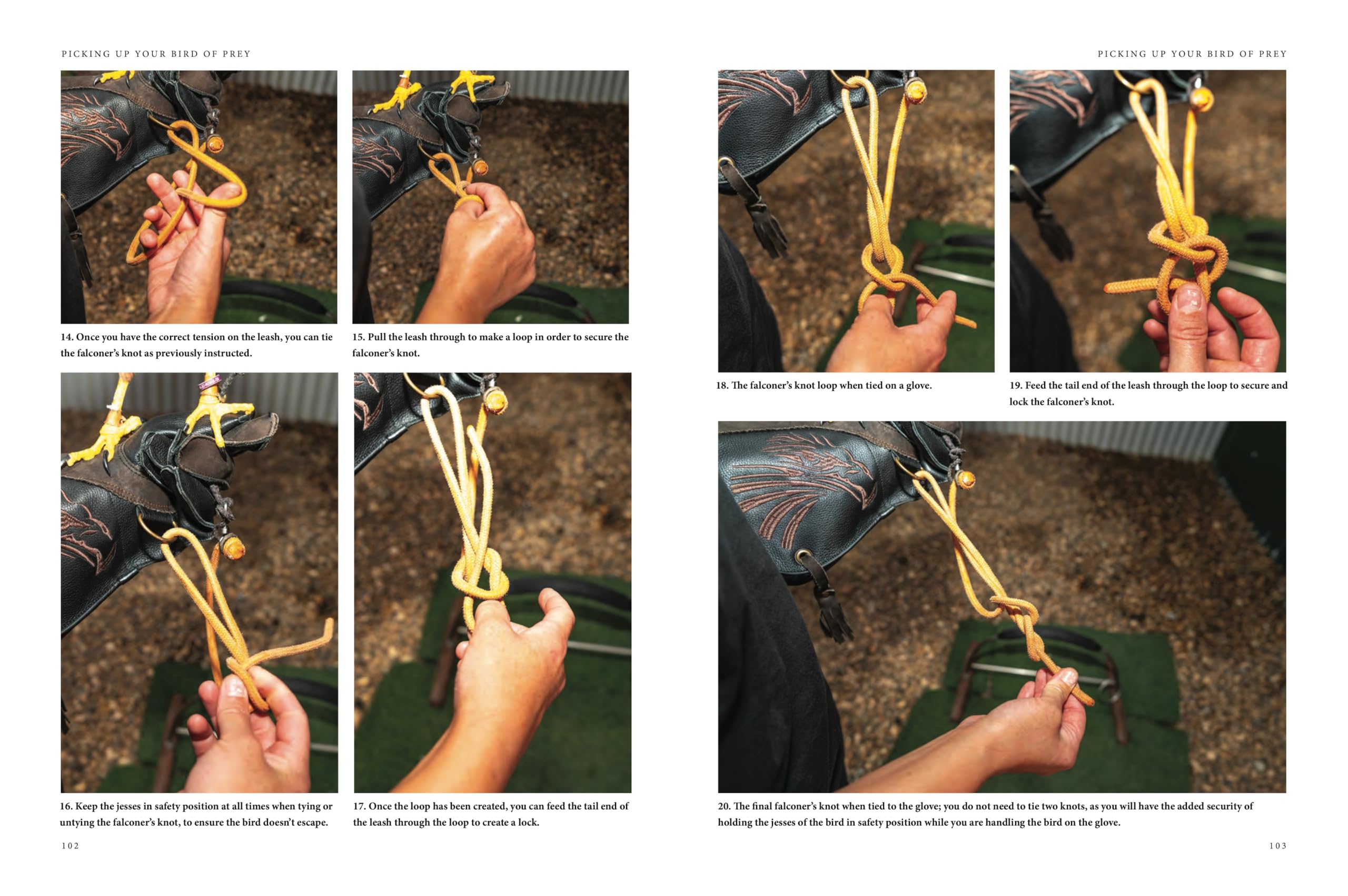Falconry: A guide to training birds of prey