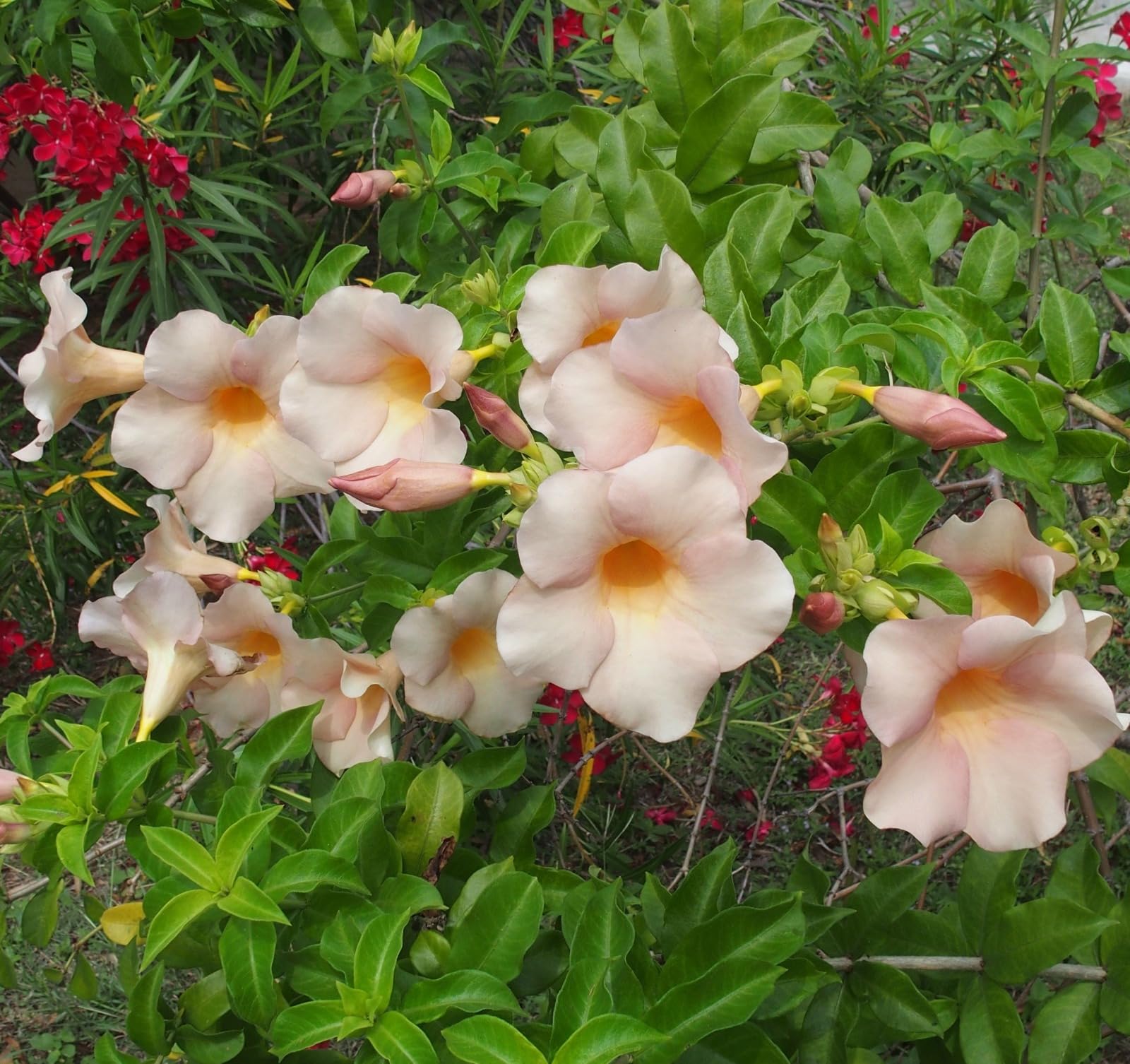 Golden Bloom Allamanda biscuit Color Climber Flower live plant Indoor & Outdoor Plant Height 1 FT (B0CP116MKV) Amazon Price History, Amazon Price Tracker