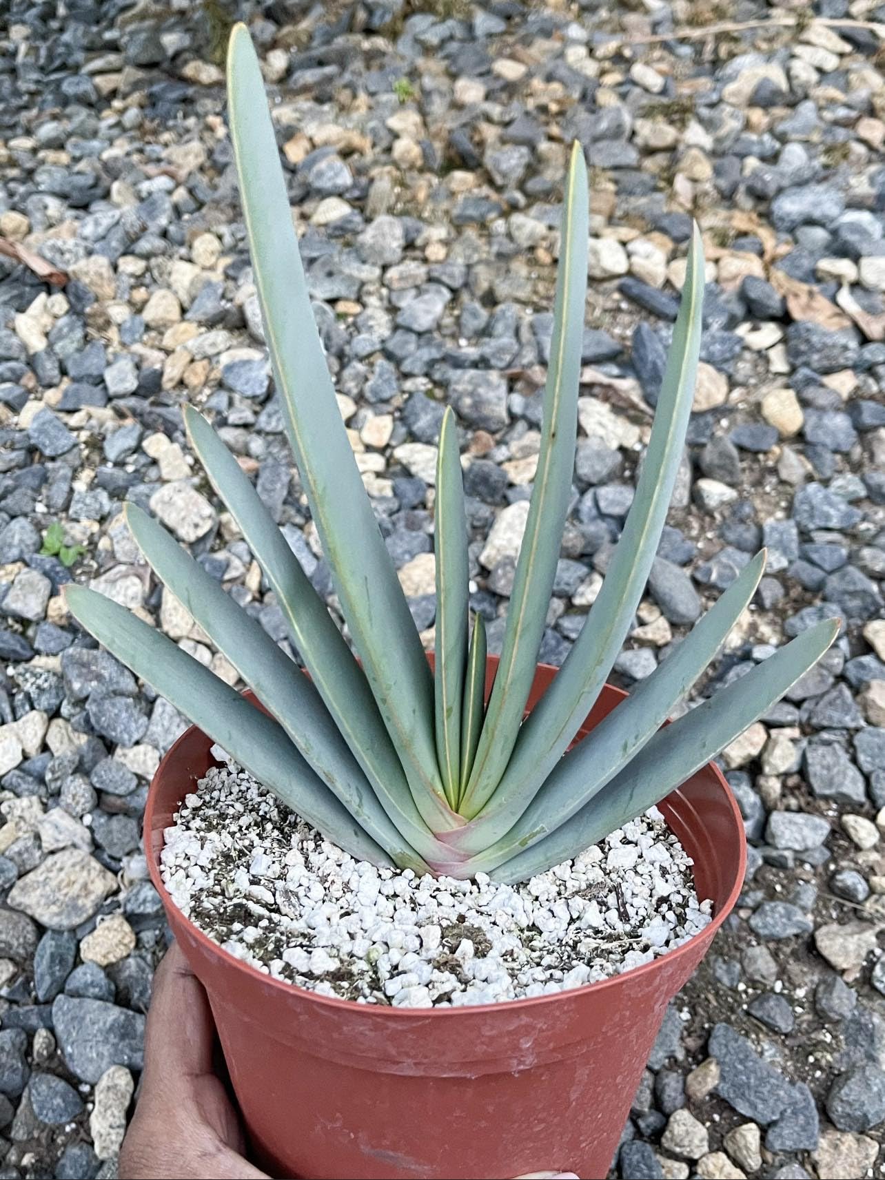aloe vera topper jysk Kamelhaar-Bettdecke Winter Duo | Extra warm main image 1