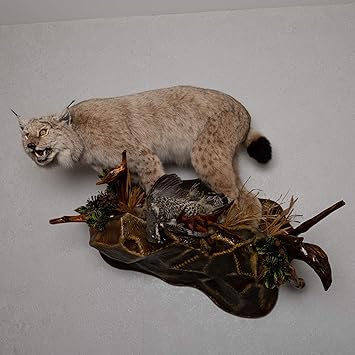 Amazon  ユーラシアリンクス ヘーゼルグロース剥製マウント 