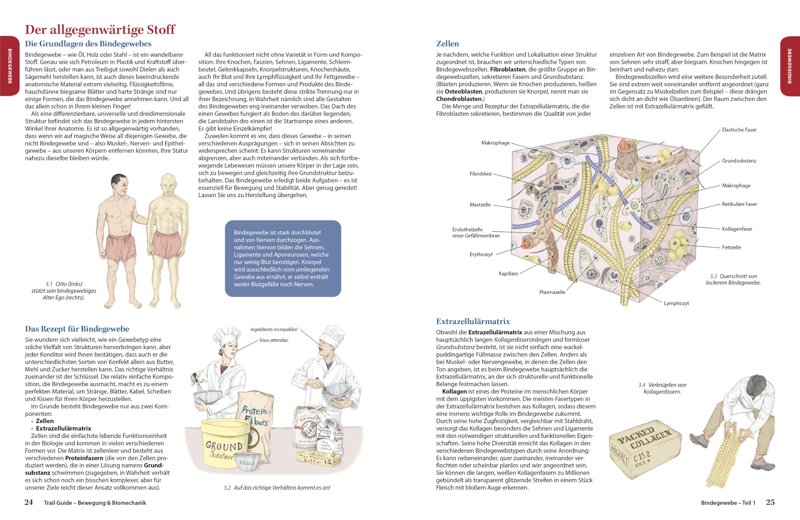 Trail Guide – Bewegung und Biomechanik: Schritt für Schritt Bewegung verstehen