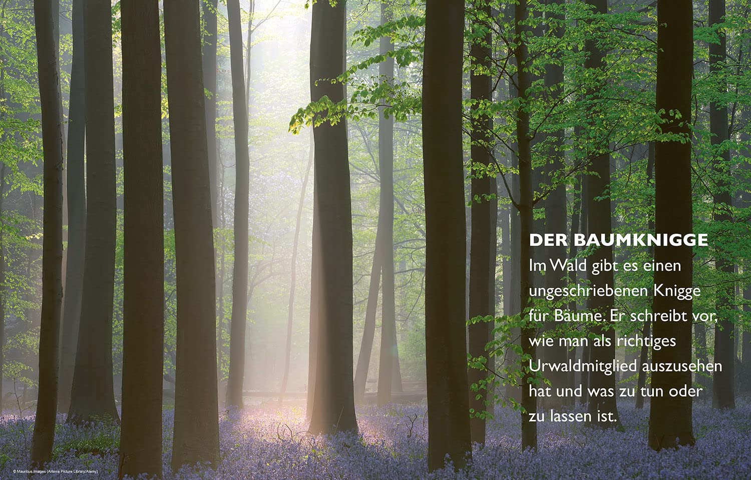 Das geheime Leben der Bäume: Was sie fühlen, wie sie kommunizieren. Der Bildband. Mit dem vollständigen Text der Originalausgabe