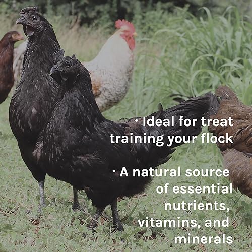 Miniatura 5 de New Country Organics Alimento antiarañazos para aves de corral cultivadas  Sin soja  9% de proteína  Certificado orgánico y sin OMG  40 libras