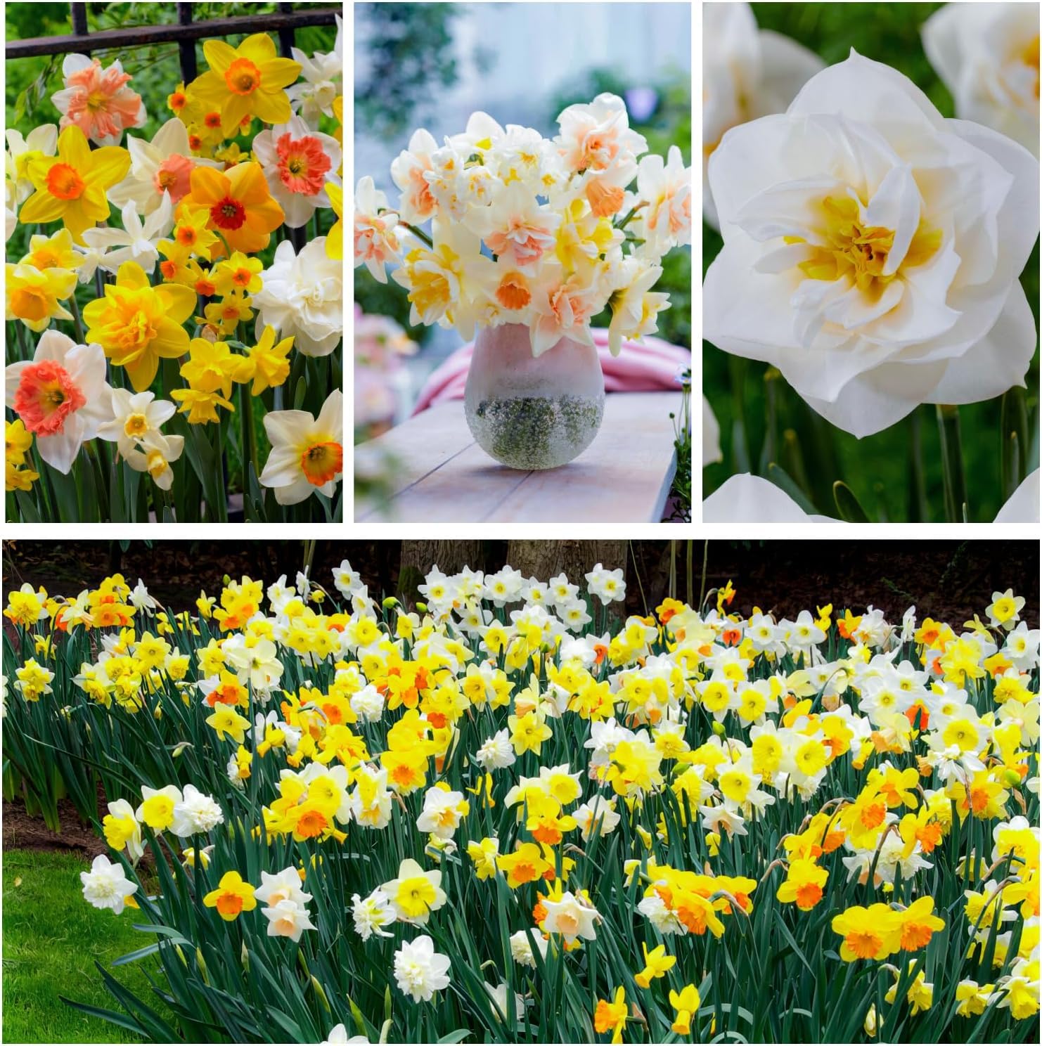 Narzissen Zwiebeln Winterhart Mehrjährig - Osterglocken Frühlingstraum Kollektion - 25 Blumenzwiebeln - Duftende Pflanzen aus Holland - für Garten und Topf (keine Samen, nicht künstlich)