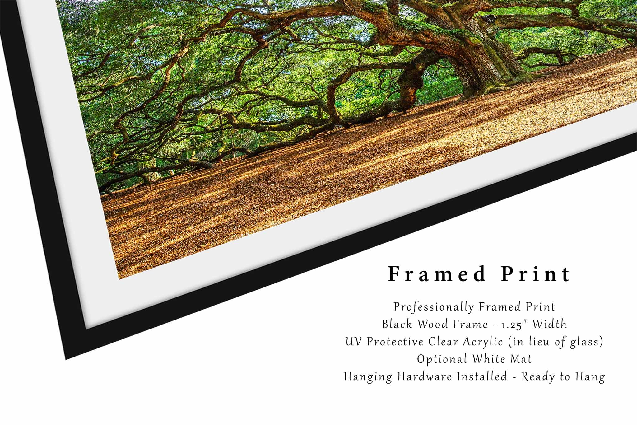 Framed and Matted Lowcountry Print (Ready to Hang) Picture of Angel Oak Tree near Charleston South Carolina Southern Wall Art Nature Decor (No Mat, 30