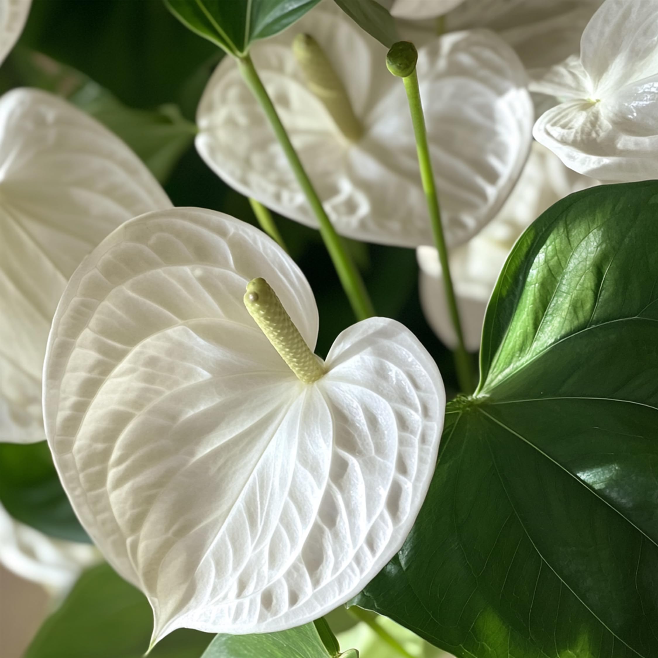 Plant in a Box - Biały anthurium - Zestaw 1 - Anthurium 'Alpine White' - Wysokość 40-55cm - ø 14cm - Roślina doniczkowa kwitnąca - Biały