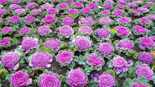 Miniatura 6 de Semillas de col rizada ornamental decorativa comestible con flecos Beatiful Giant Heirloom Vegetal para plantar sin OMG 70 semillas