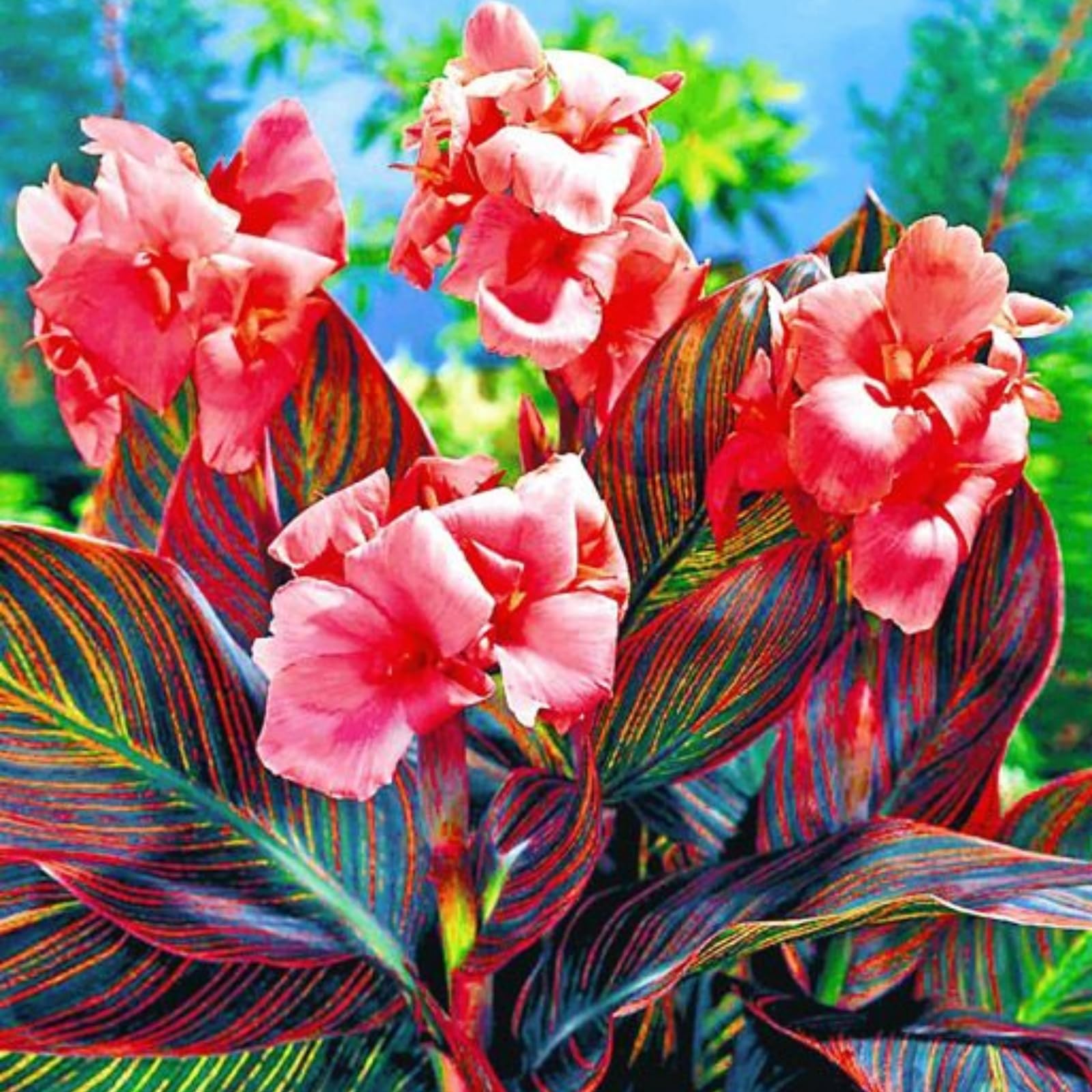 Rare Canna Lily for Planting UK, Hardy Perennial, Excellent Display, Mix Greening Flower, Natural Organic, Wedding, Balcony Garden-3 Bulbs-D