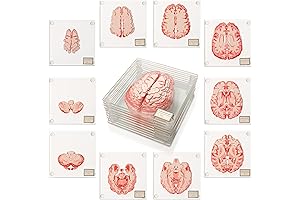 Anatomic Brain Specimen Coasters: Perfect Gifts for Medical Professionals and Science Enthusiasts